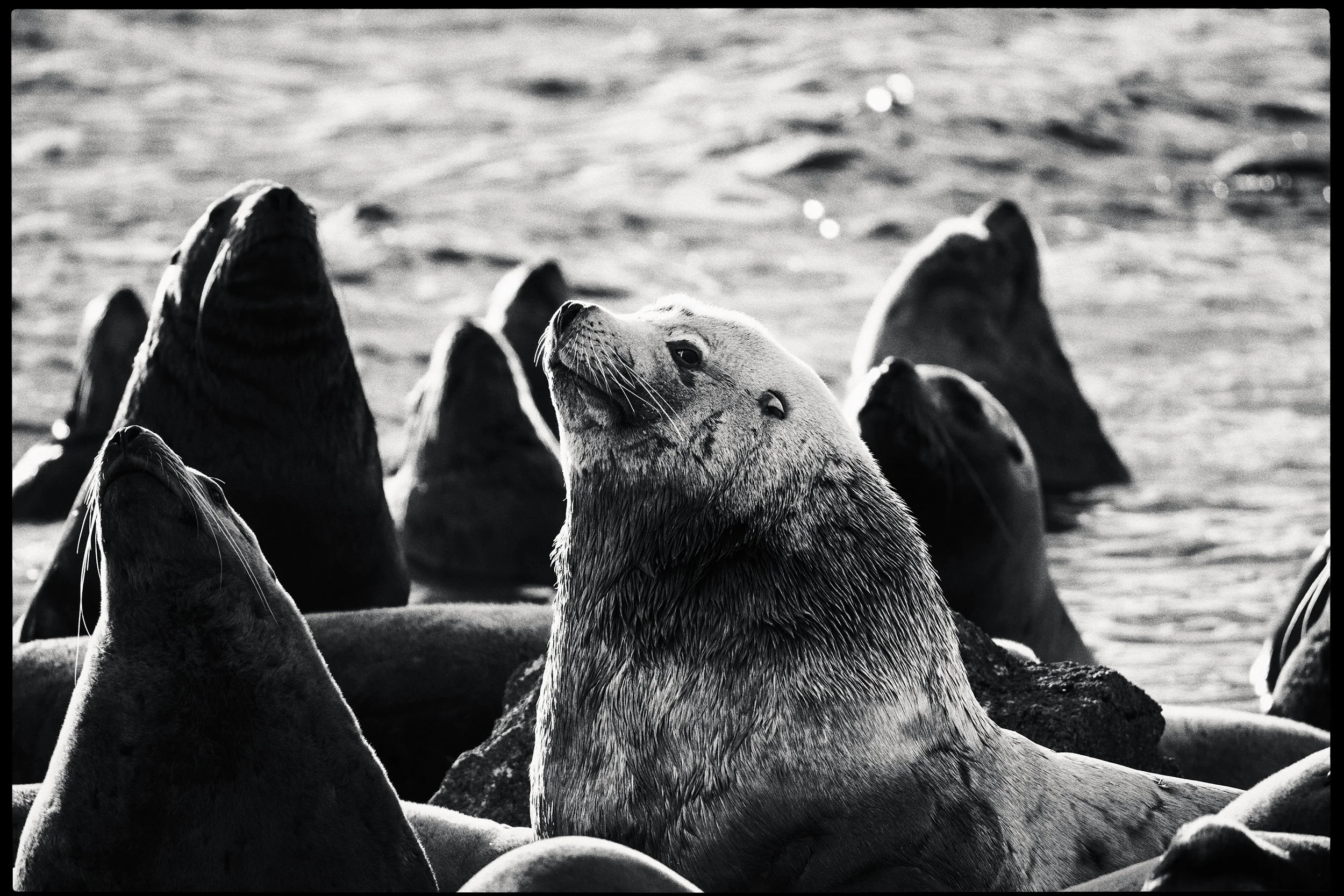 260307_RF_A_5383-Edit-Steller and Californian Sea Lions-HD.jpg
