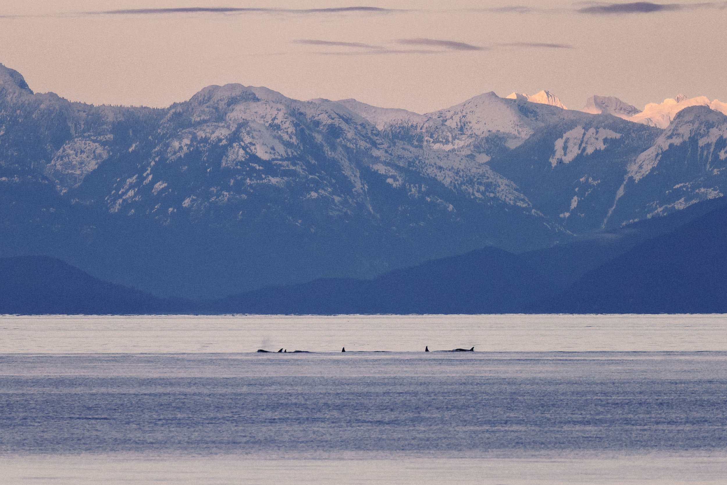 251229_RF_A1_Canon EOS R5 C_3575_Killer Whales - Brickyard_SD.jpg