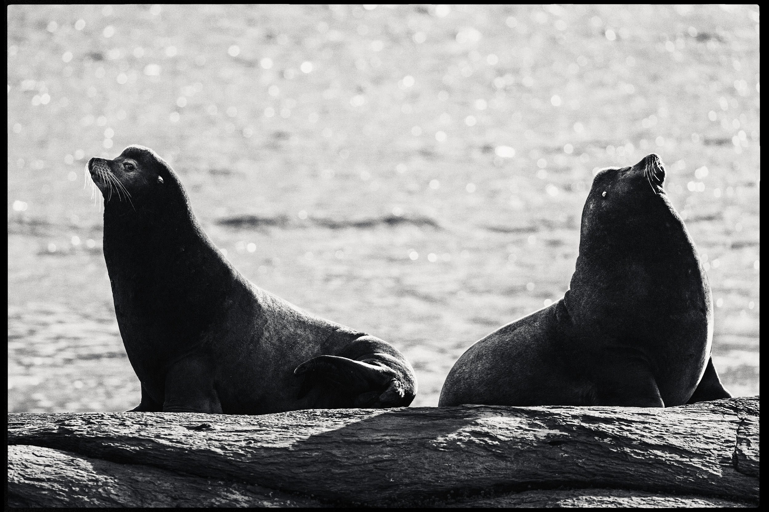 260307_RF_A_5576-Edit-Steller and Californian Sea Lions-HD.jpg