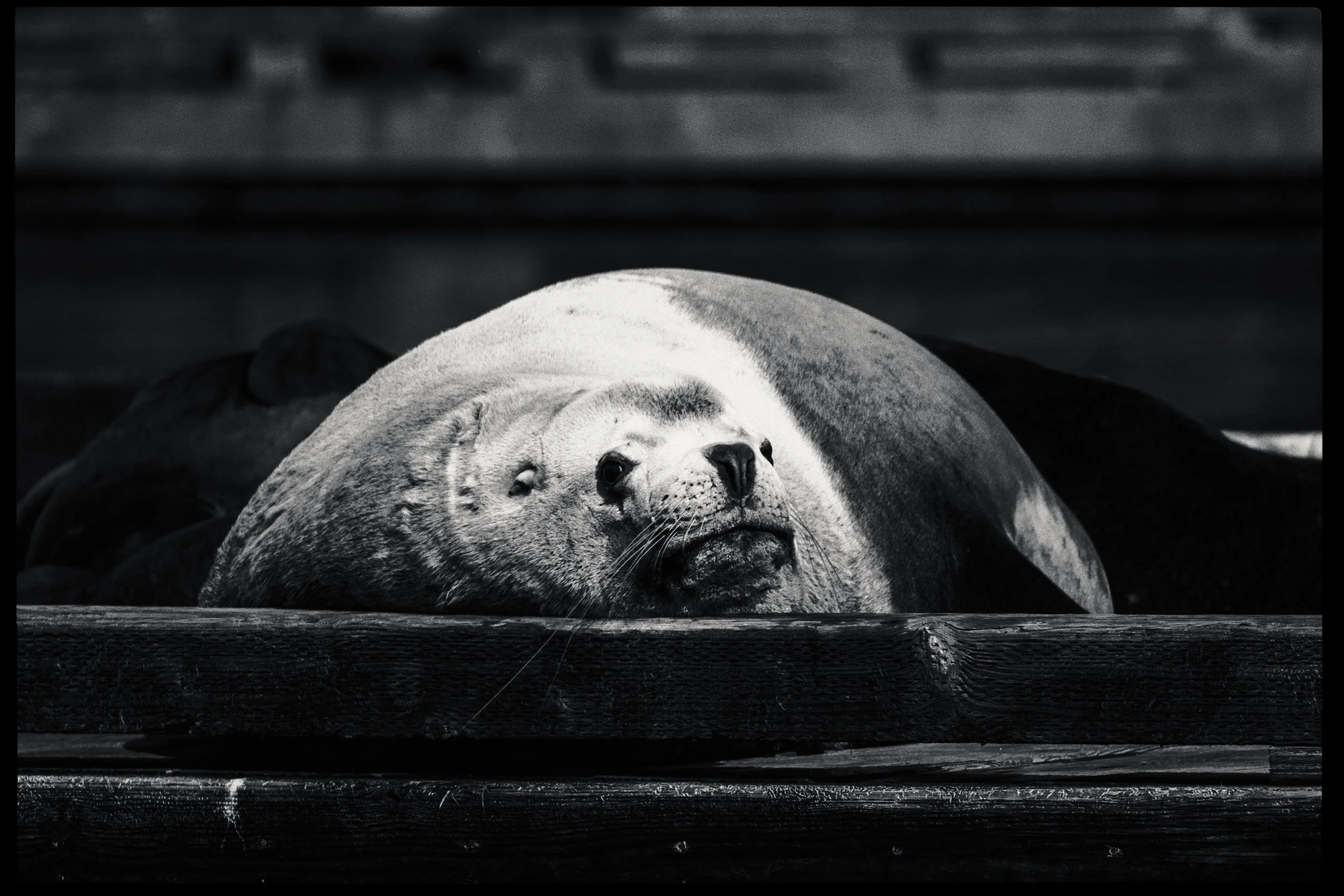260322-RF-A3-0507-Edit-Sea-Lions-Fords-Cove-HD.jpg