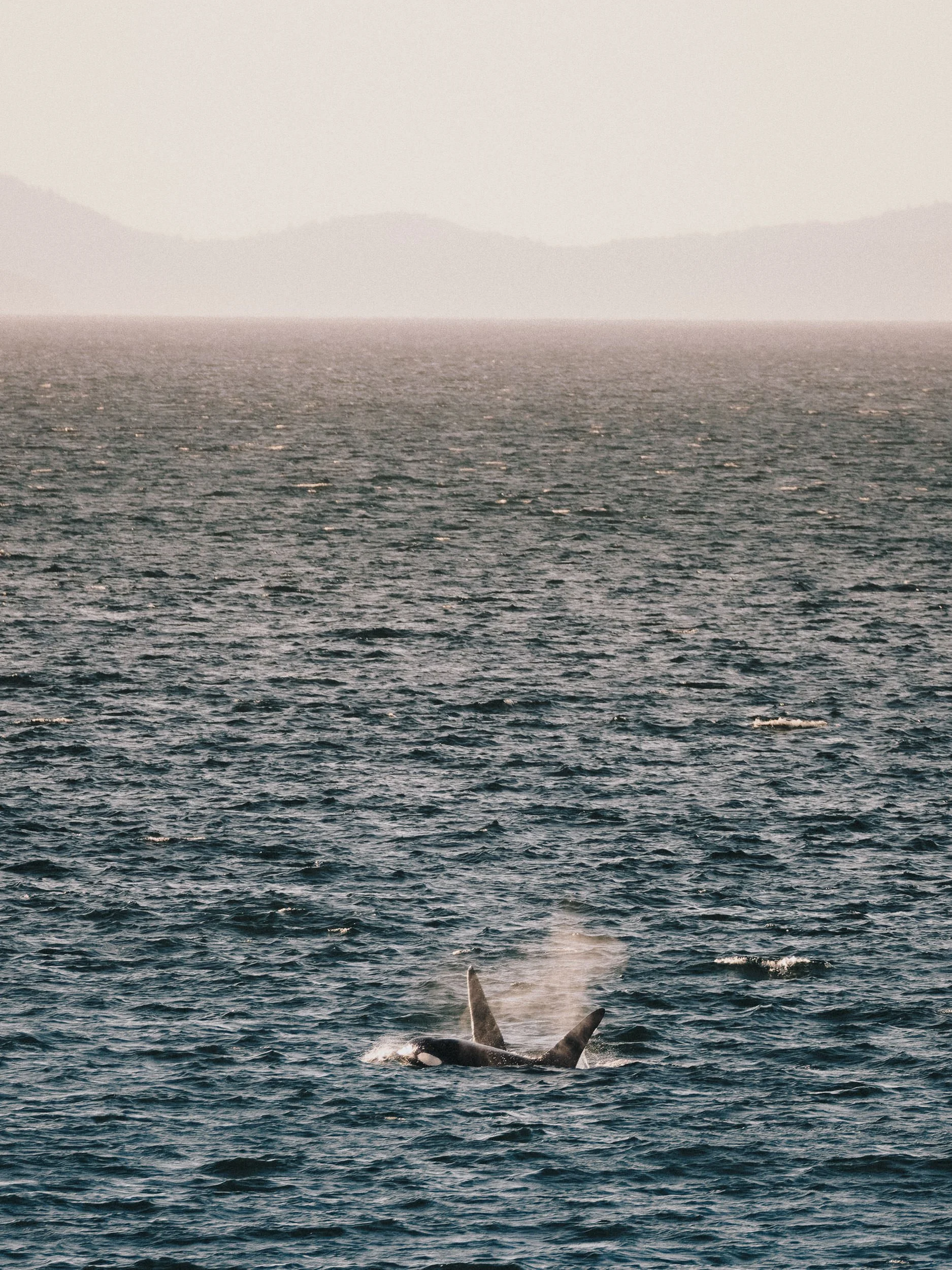 RFerand_20250716_R5_9957-DxO_Biggs Killer Whales - Rocky Point_SD_WEB.jpg
