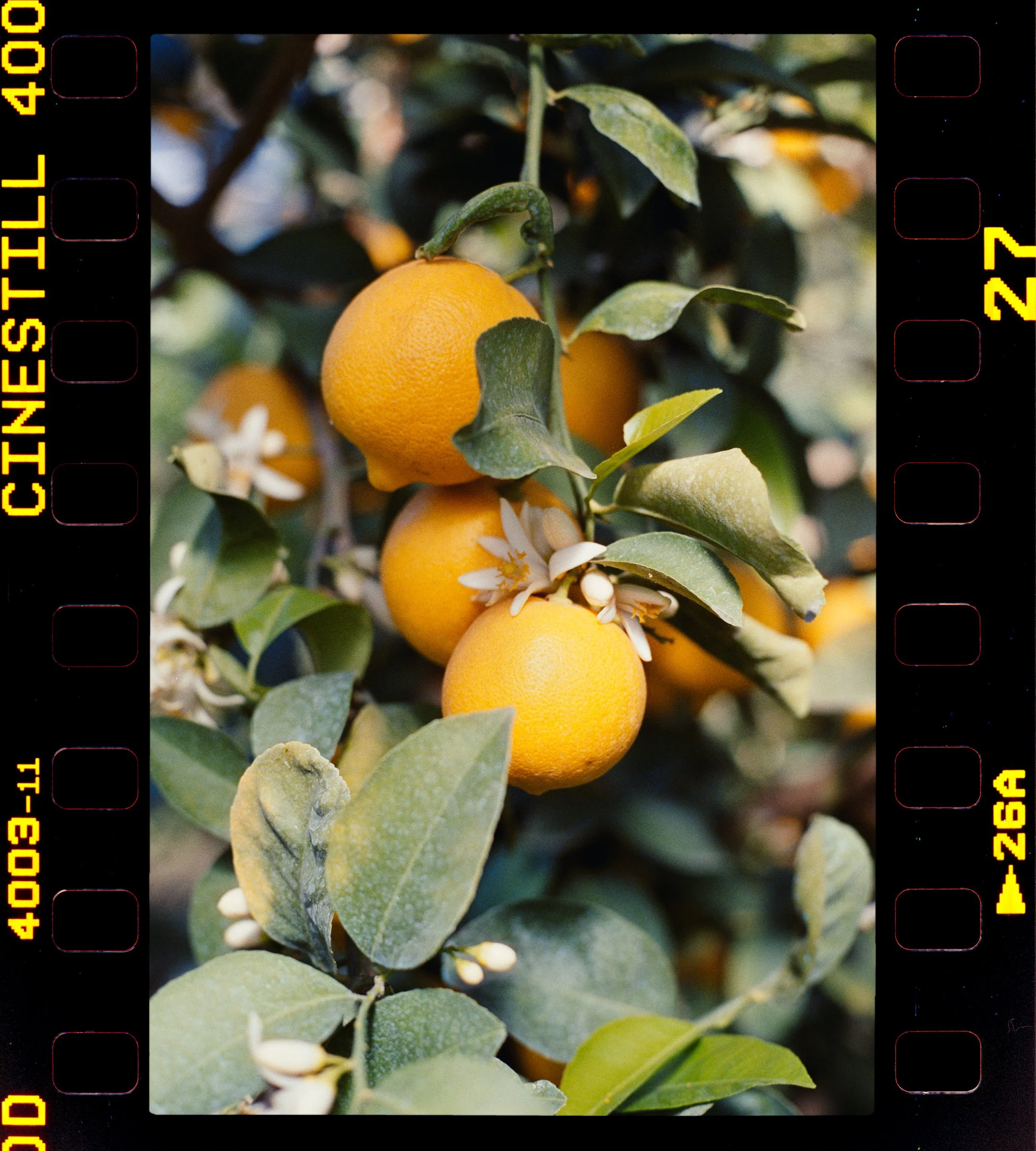 RFerand_C62_F3T_Cinestill400D_10-Citrus Orchards-HD.jpg
