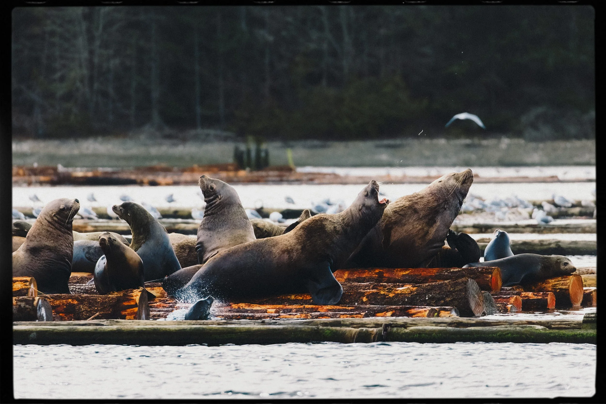 RFerand_20250310_R5_8885-CR3_dxo-Haida Gold-HD.jpg