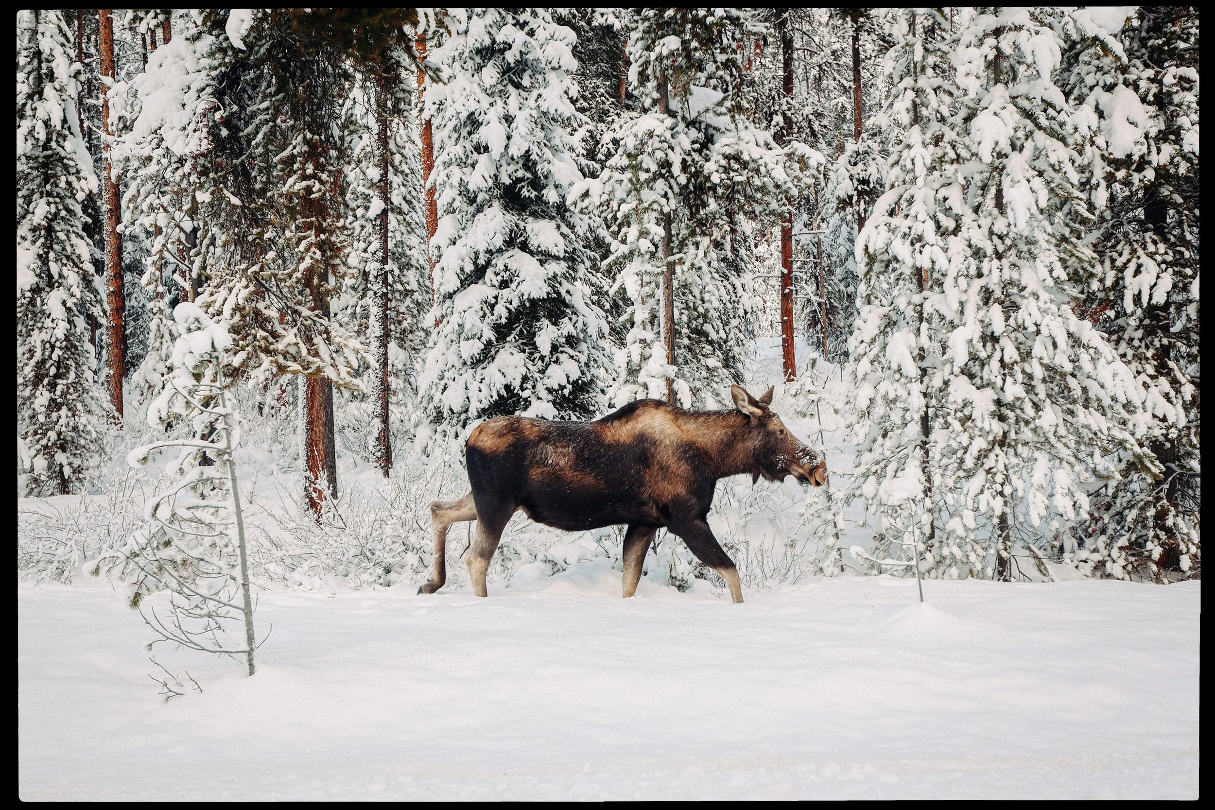 RFerand-20191224__MG_9321-DNG_DxO-Banff & Yoho-HD.jpg