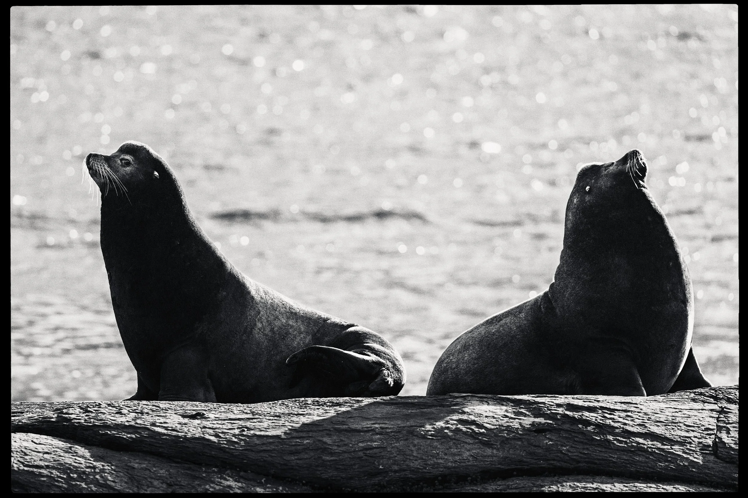 260307_RF_A_5576-Edit-Steller and Californian Sea Lions-HD.jpg