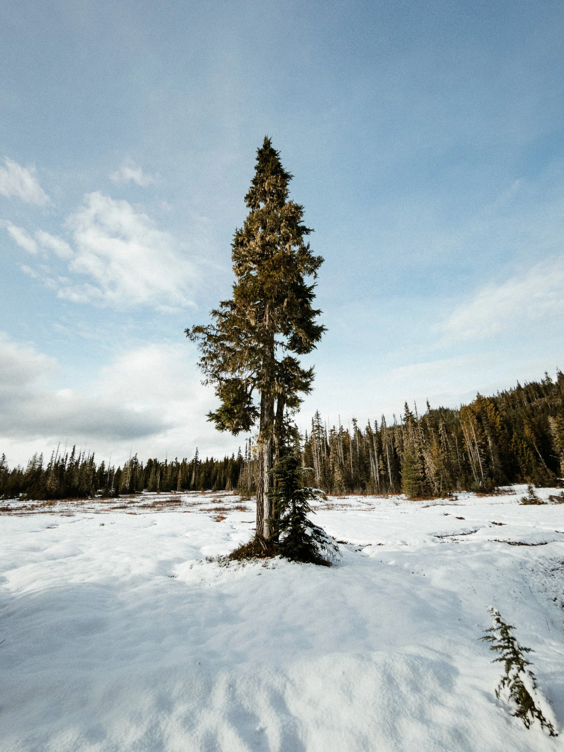 20251102_RFS_iPhone 17 Pro_0325-Forbidden Plateau-SD.jpg