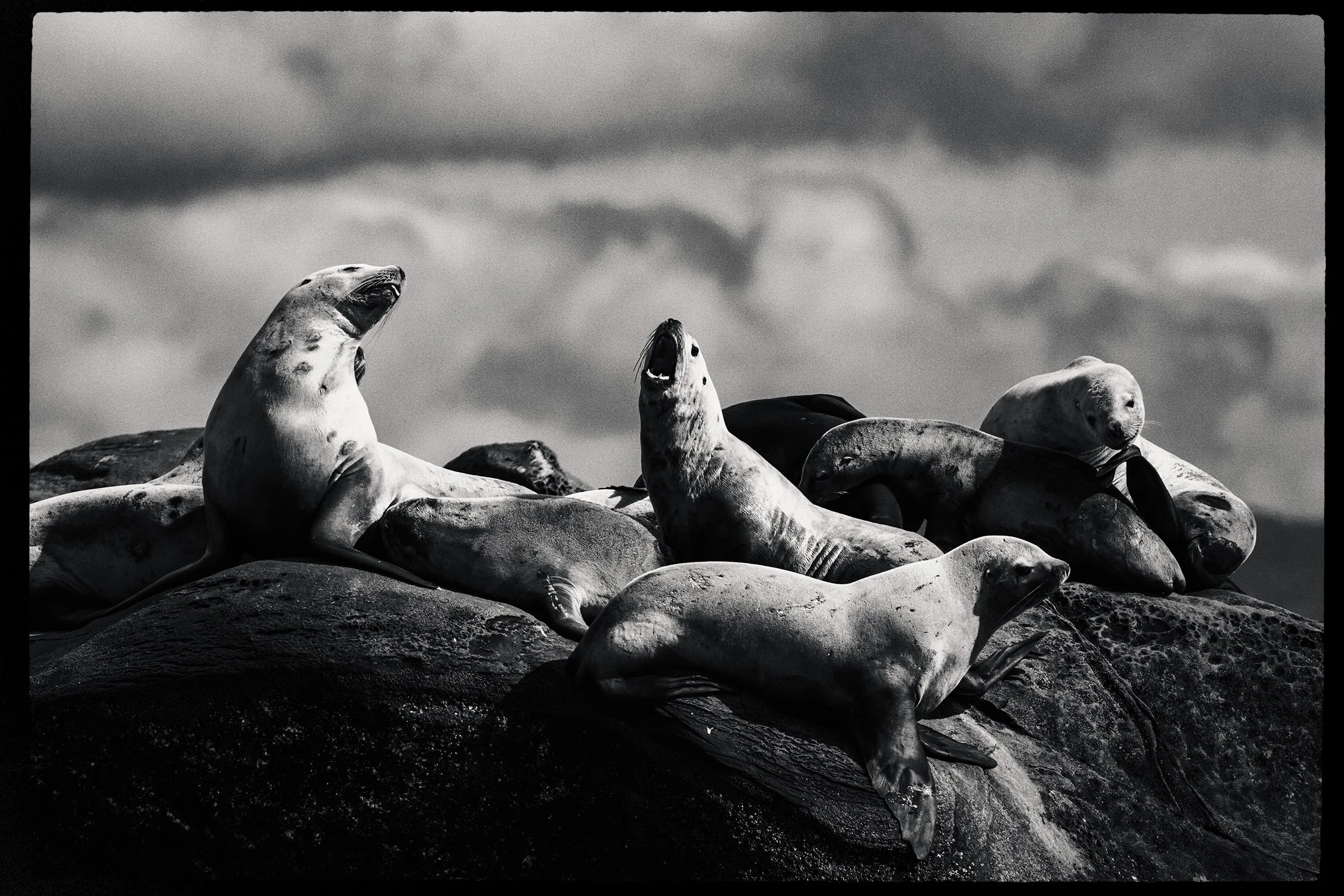 Black and white photo of multiple seals resting on rocks under a cloudy sky.