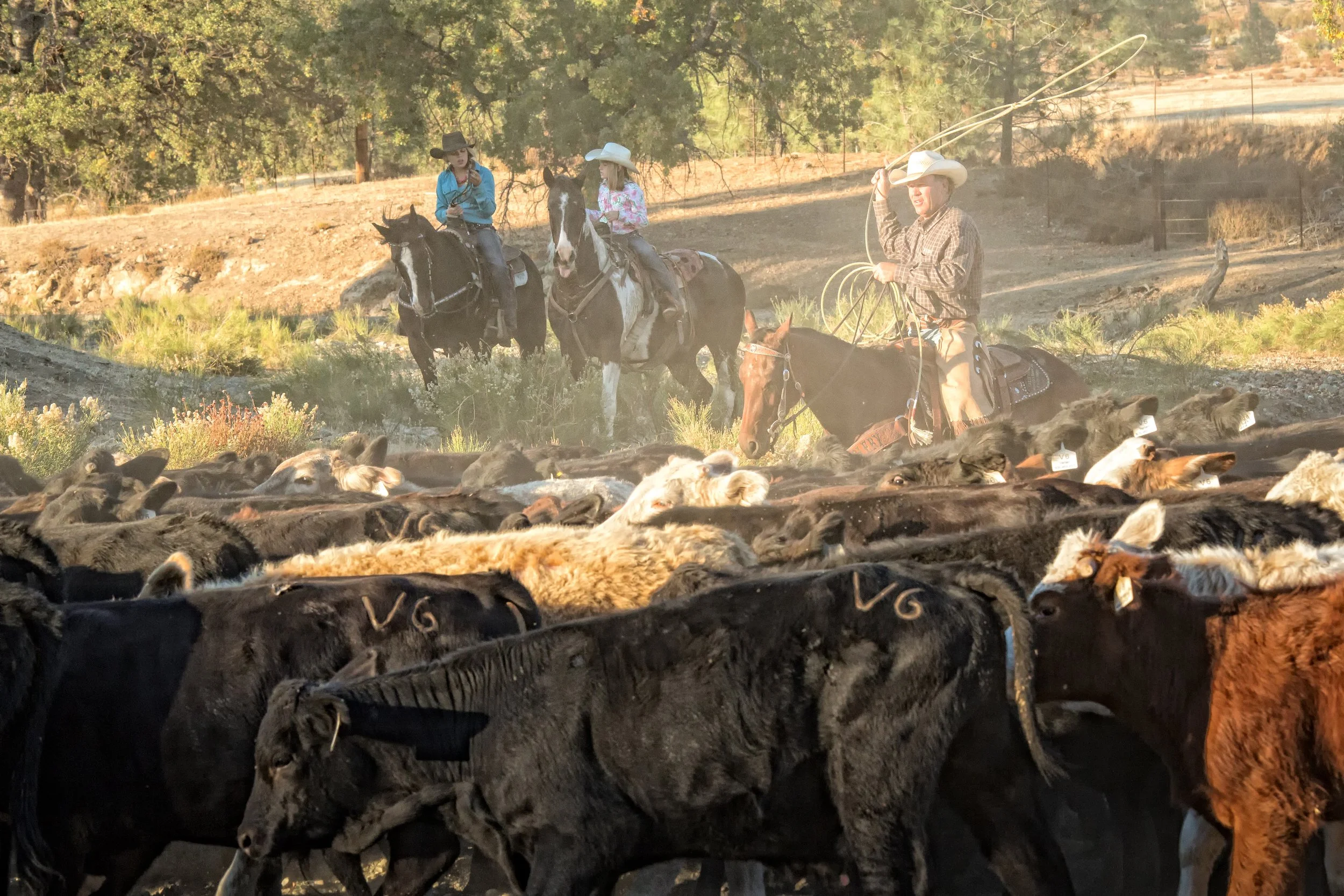 Cow Wrangling Wrangler Ride — V6 Ranch - Authentic California Ranch Experiences