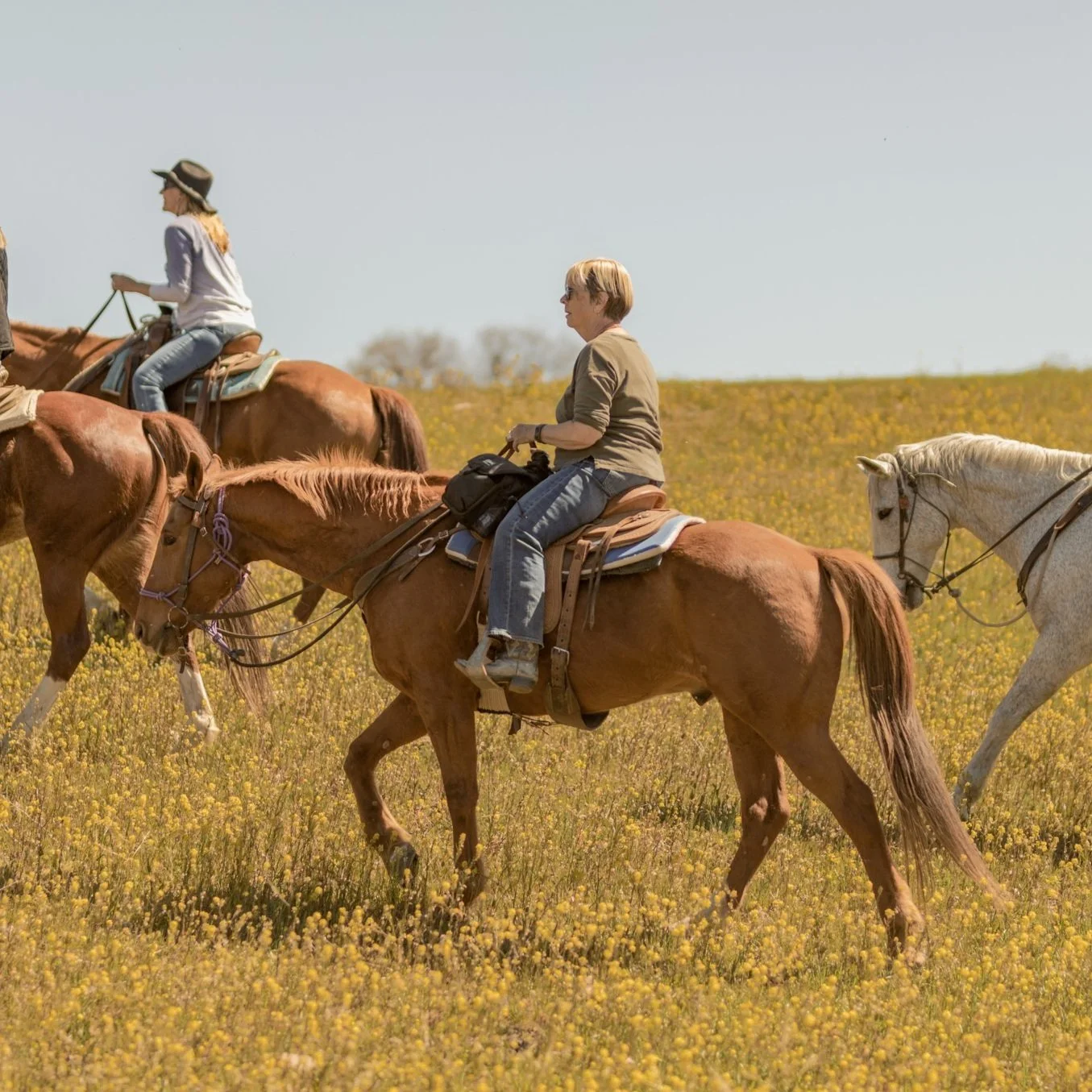 Our Horses — V6 Ranch