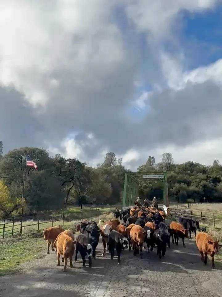 Our fall season wrapped up last week with a rainy, beautiful weekend on the ranch, our guests took it in stride moving cattle in the rain and thawing out in front of the fire 🌧️ 

After they headed home, we shifted the cattle to fresh pasture and tu
