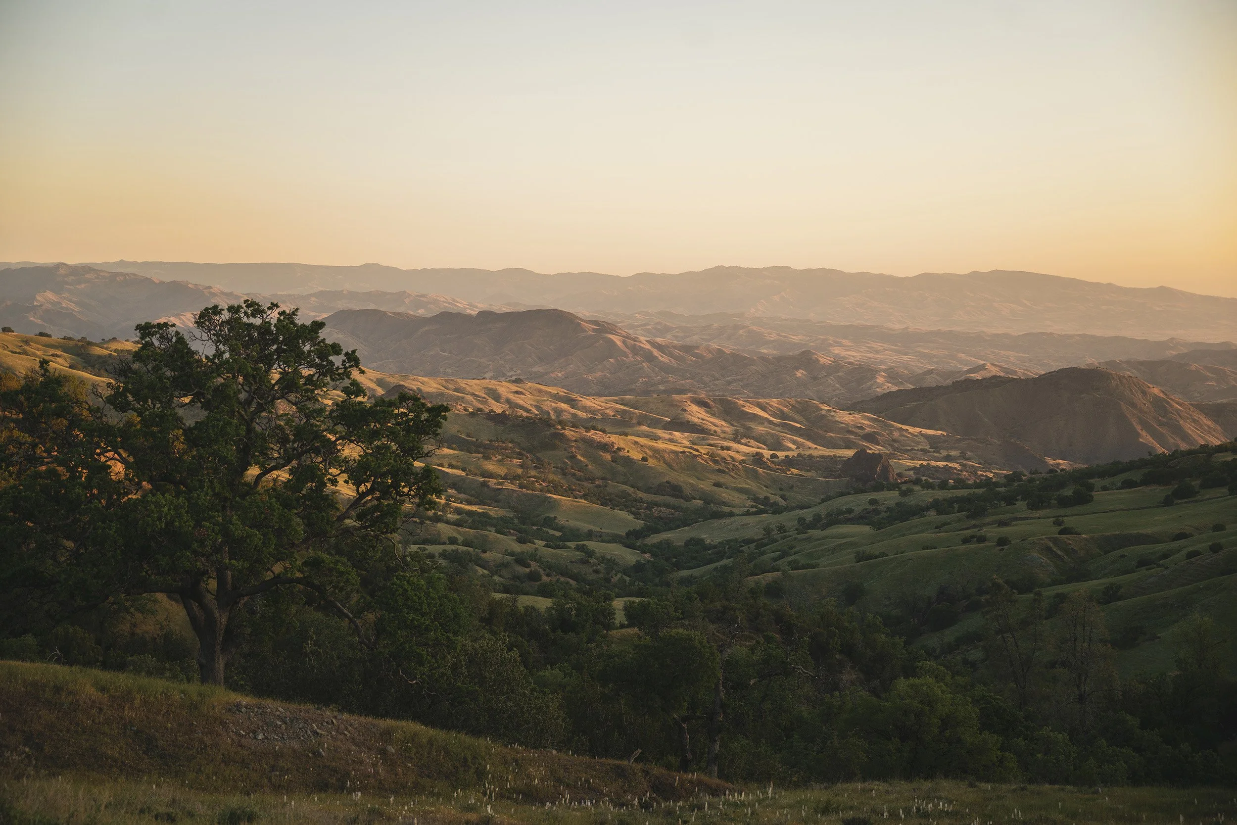 A wide view of green rolling hills with scattered trees and distant mountains under a clear sky at sunset.