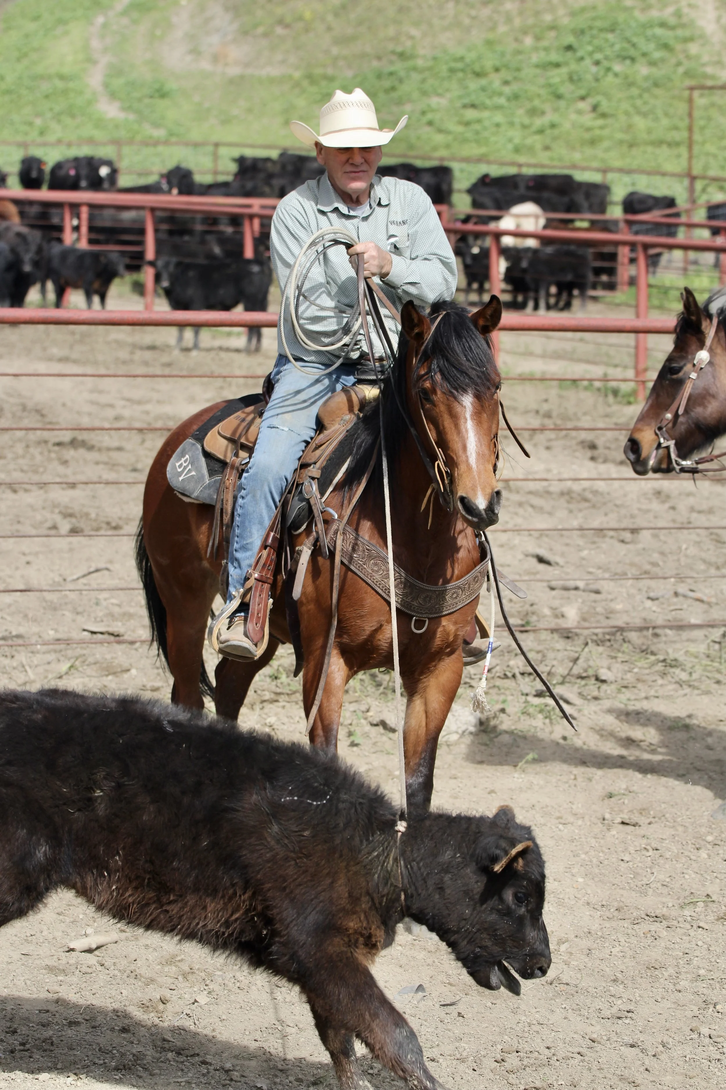 V6 Dude Ranch Vacation California Horses Bee