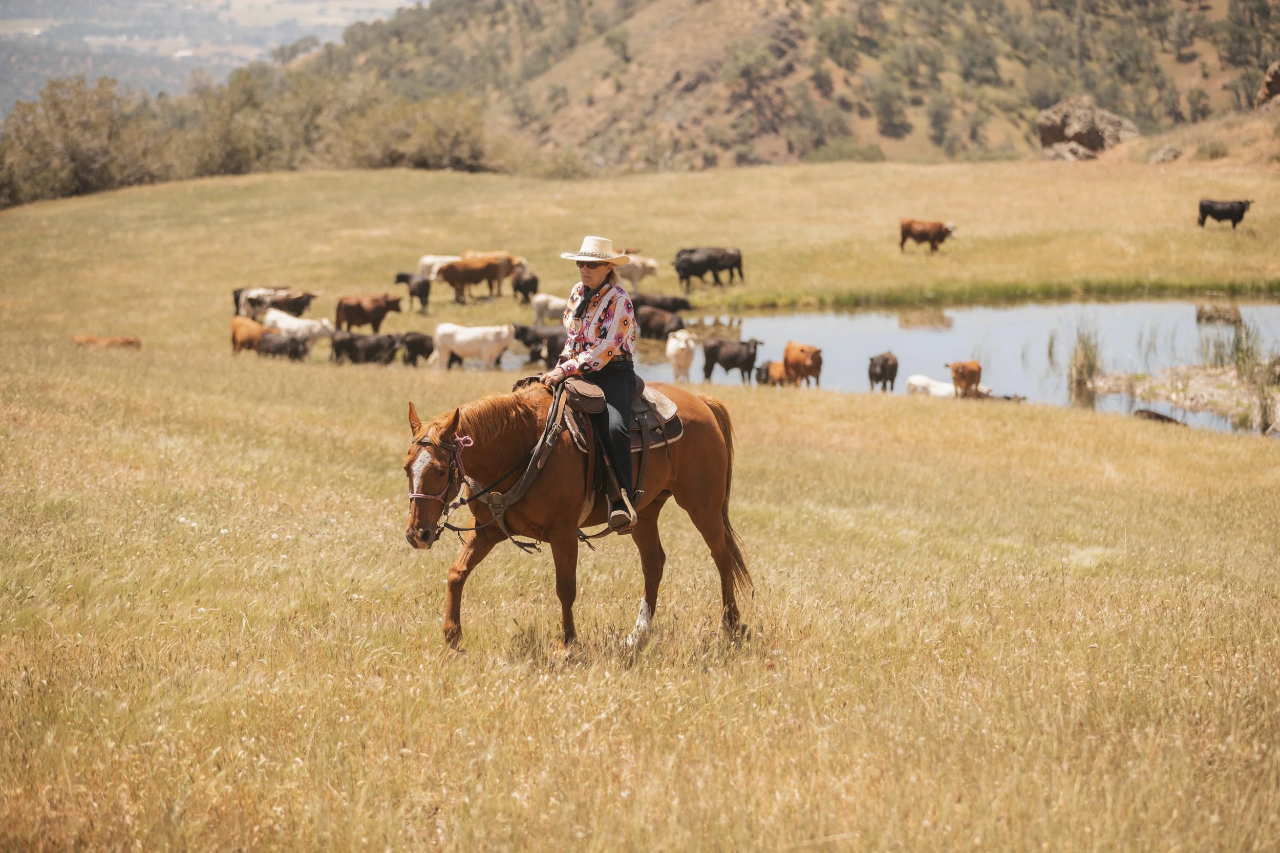 V6 Cattle Drive