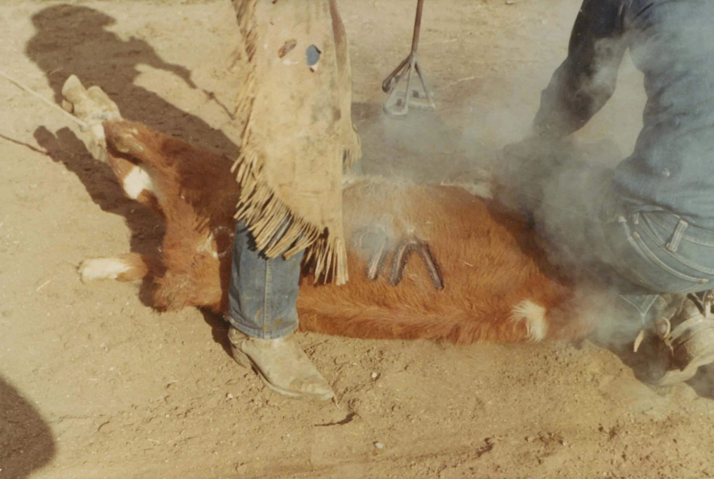 Historic photo of Jack Varian branding calves on the V6 Ranch in Parkfield, California