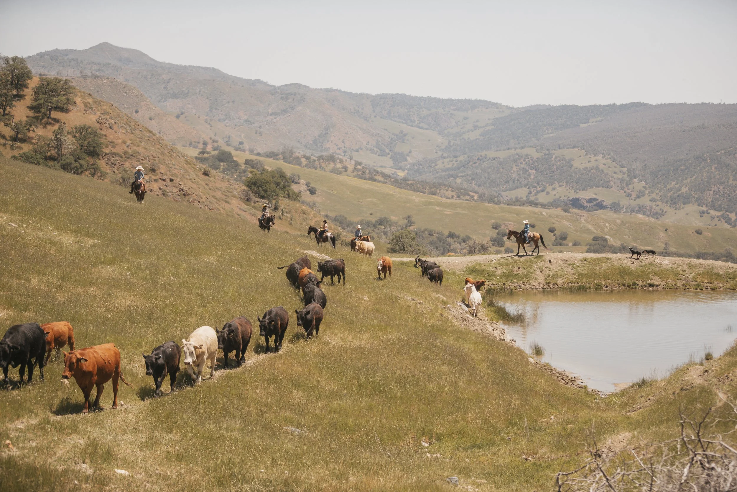 V6 Ranch Cattle Drives — V6 Ranch - Authentic California Ranch Experiences