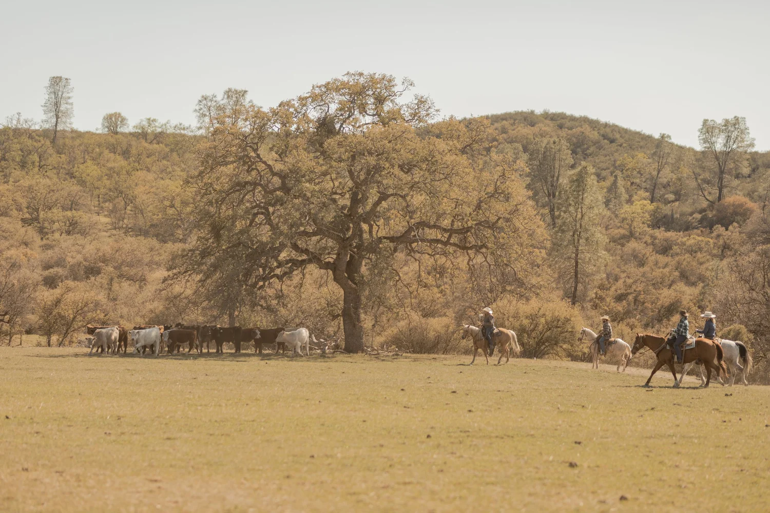 V6 Ranch Wrangler Ride — V6 Ranch