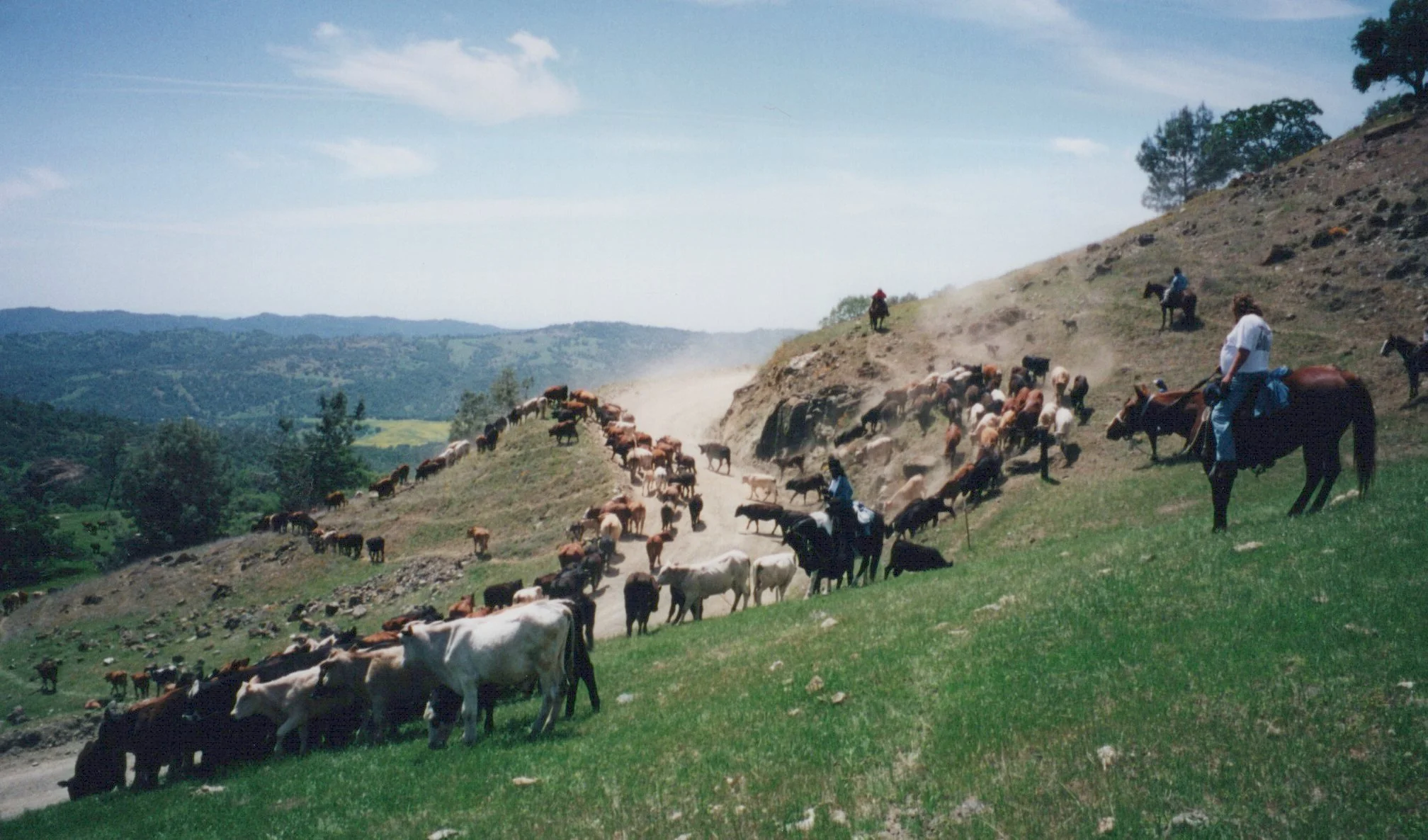 2000_April_Cattle Drive - Jeanette Thorpe_0001.jpg