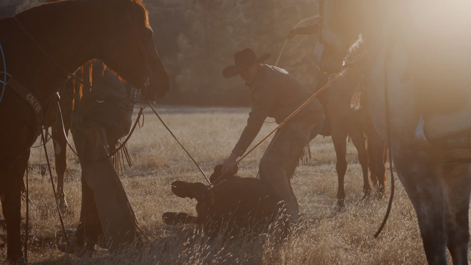 Careers | Join Our Ranching Team Today — V6 Ranch - Authentic ...