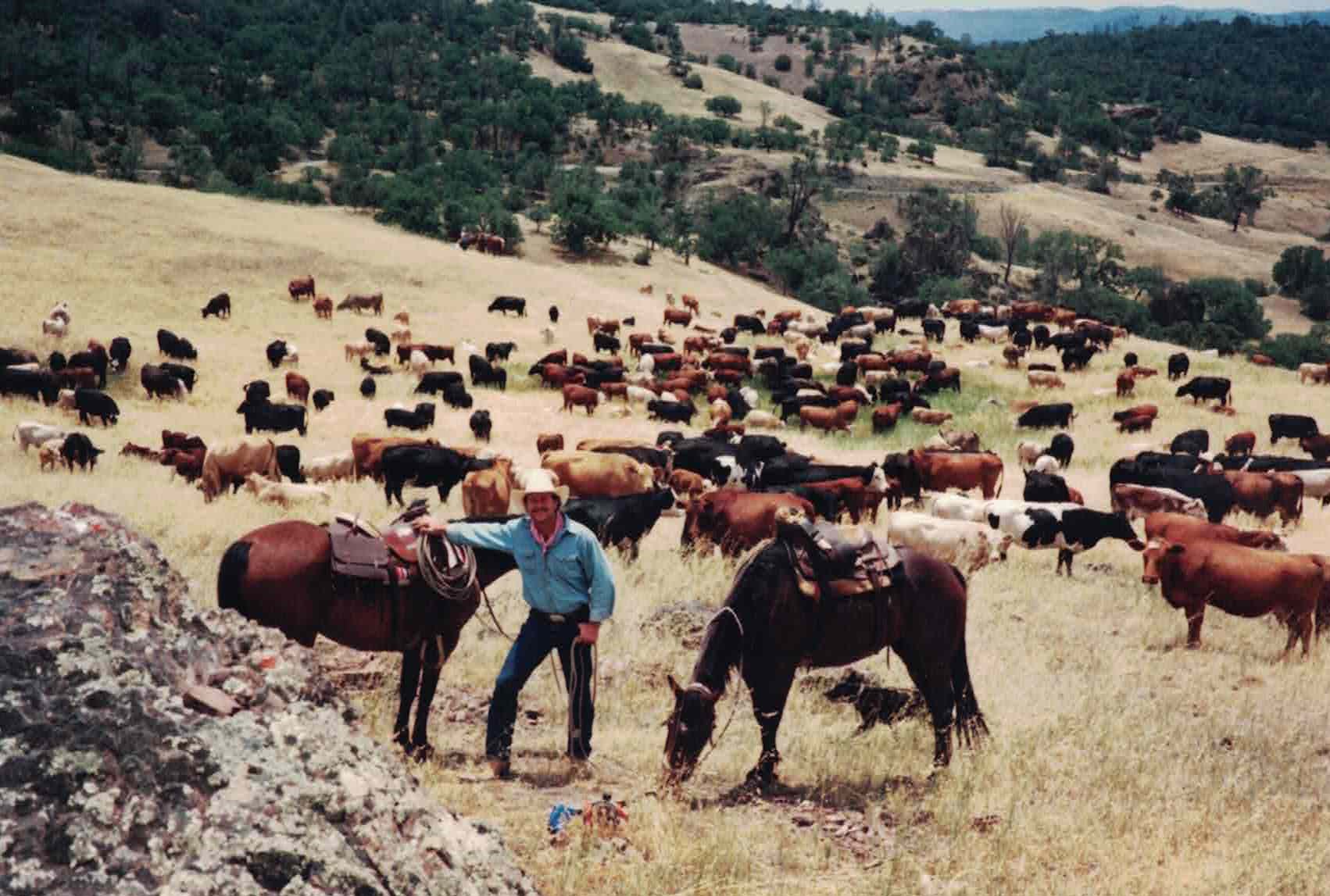 Cattle Drive 6.jpg