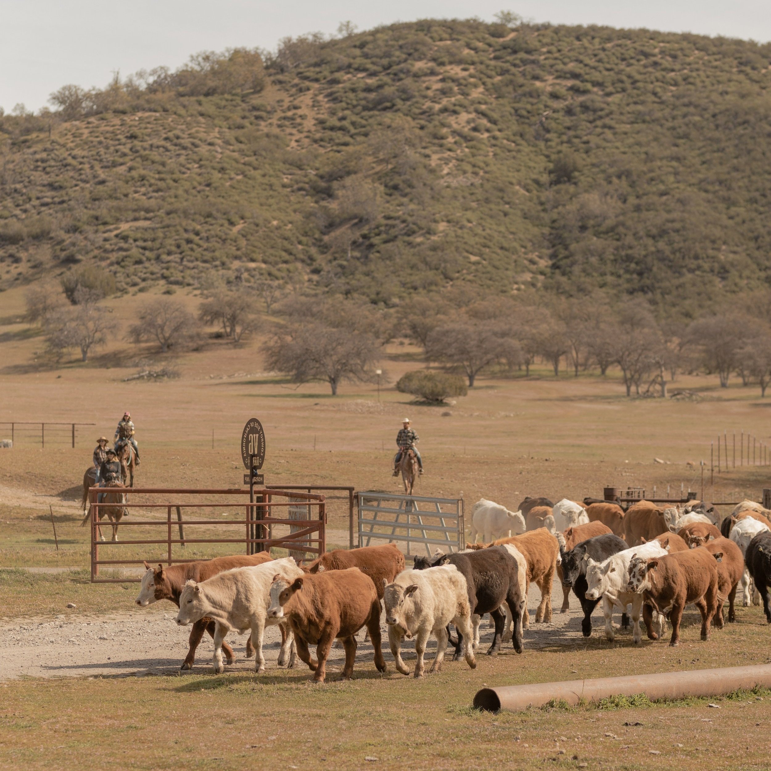 V6 Ranch Cowboy Academies — V6 Ranch