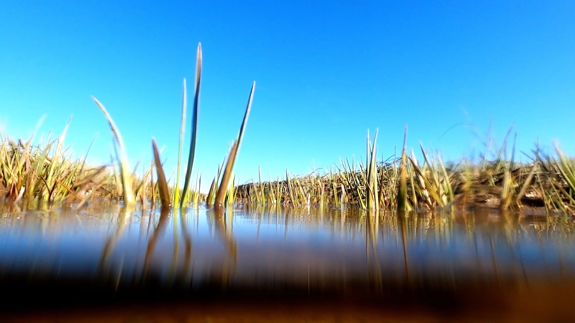 Messages from the Marsh, part 1, video still 2