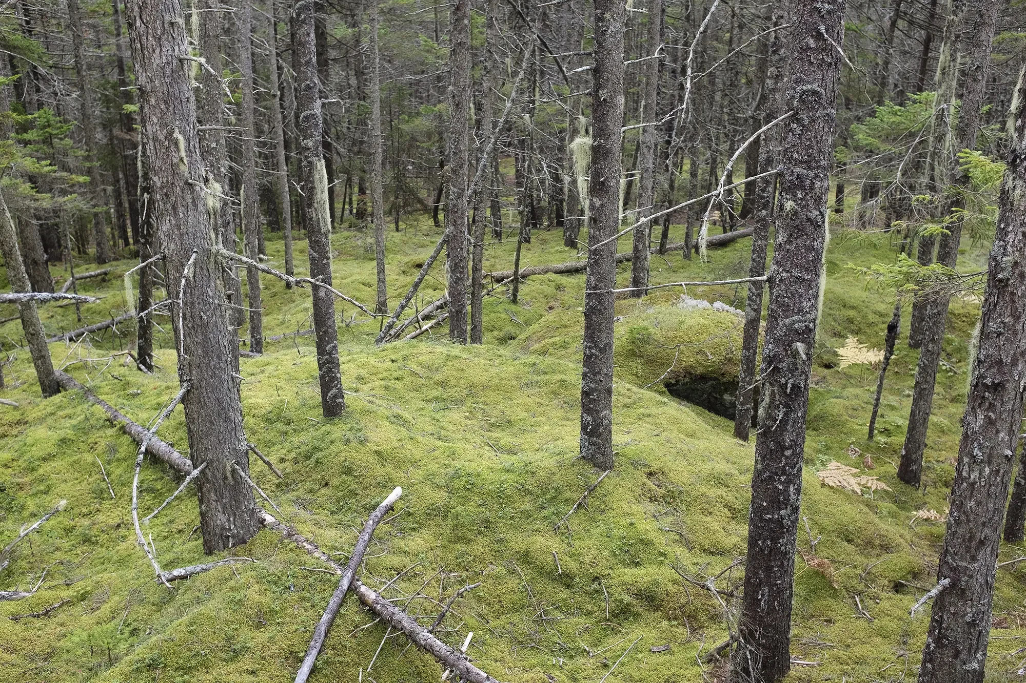 Moss Forest, Barred Island Preserve, Deer Island, Maine, October 2022, 20x30 inches