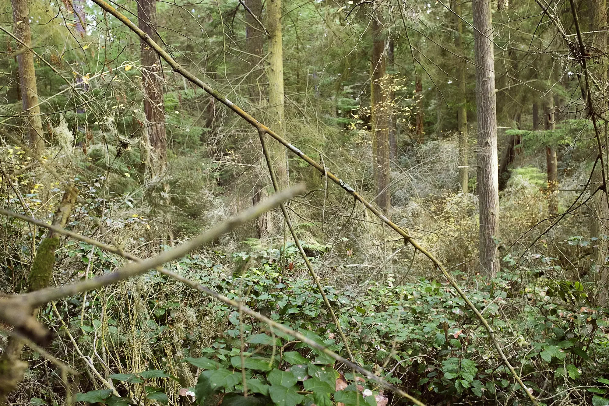 Bluff Trail, Ft. Ebey State Park, Whidbey Island, WA, November 2024. 15x23 inches