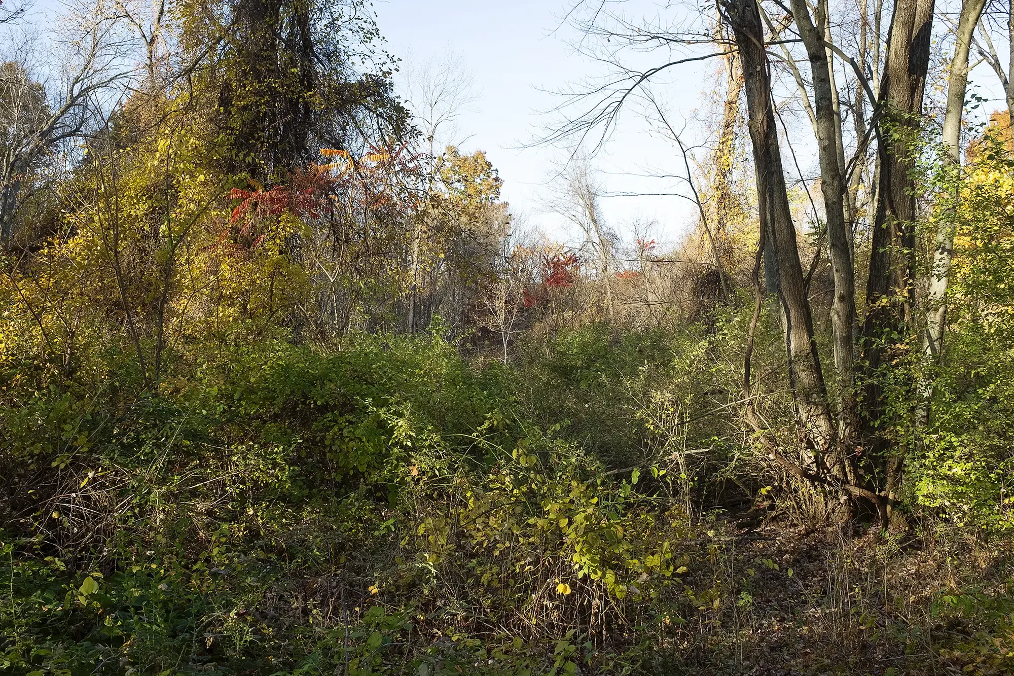 At the edge of the dog park, Easthampton, MA, October, 2024, 20x30 inches