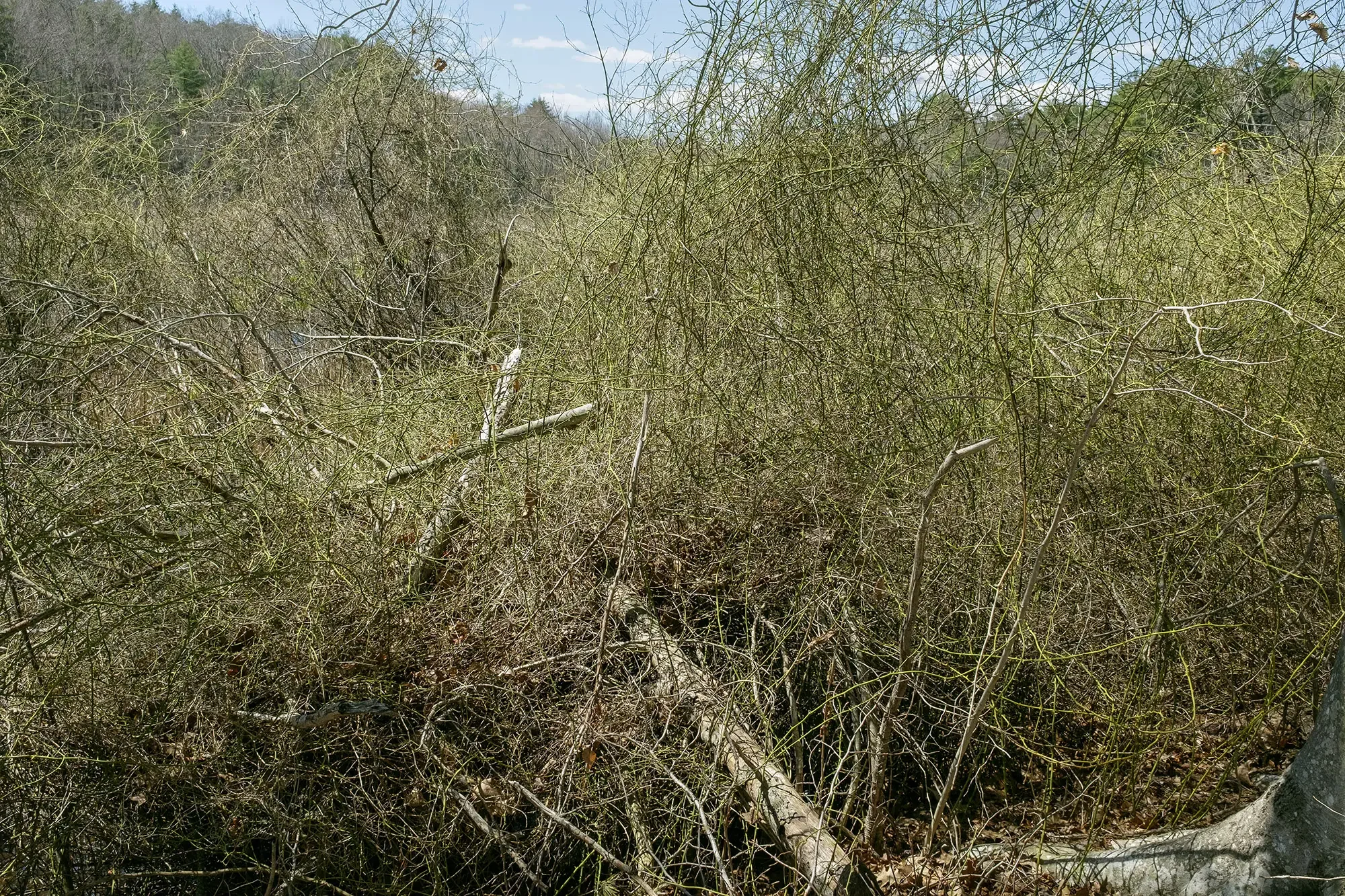 Rockery Pond Trail, Ipswich River Wildlife Sanctuary, Ipswich, MA, Spring 2024, 15x23 inches