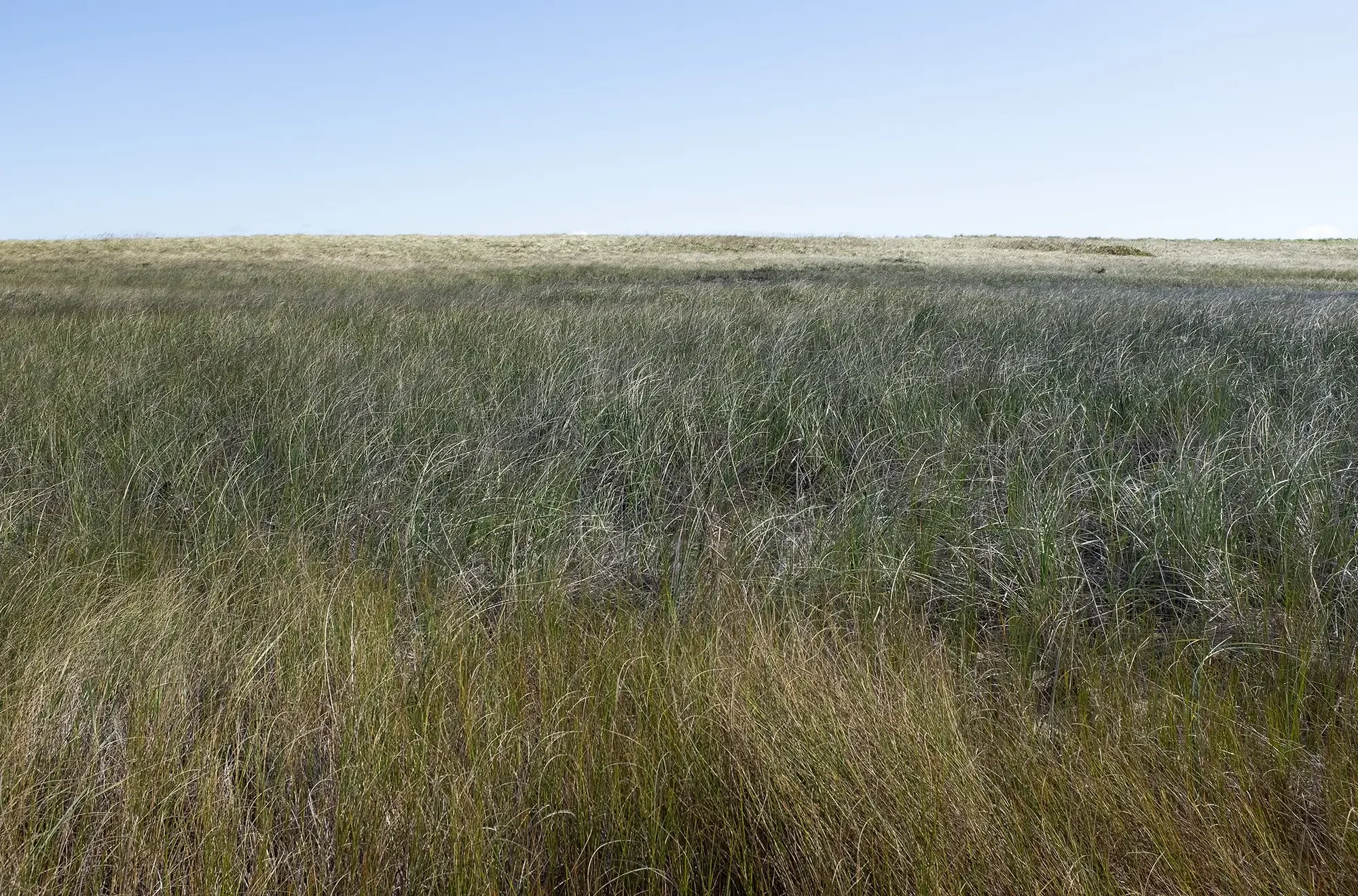 Dune side, Coast Guard Beach, Eastham, MA, October 2023, 15x23 inches