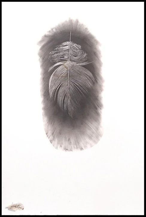 Feather 4, powdered graphite on paper with bird feather, 44” x 30”, 2023