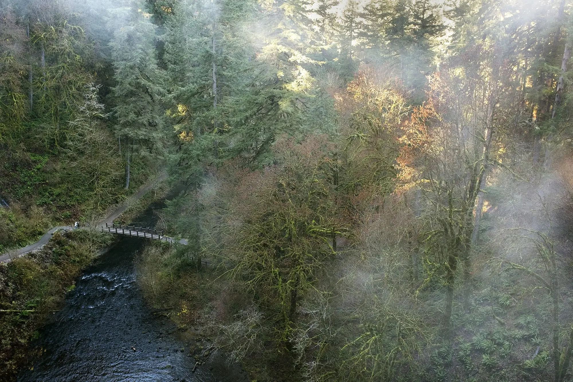 Silver Falls State Park, Sublimity, OR, November 2024, 20x30 inches