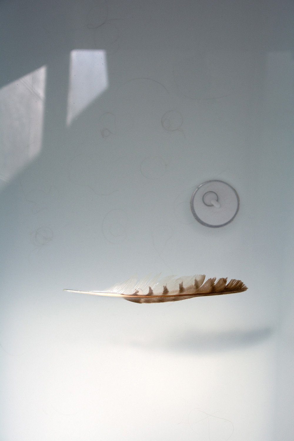 Shedding, archival pigment print, 20x13 inches, 2024