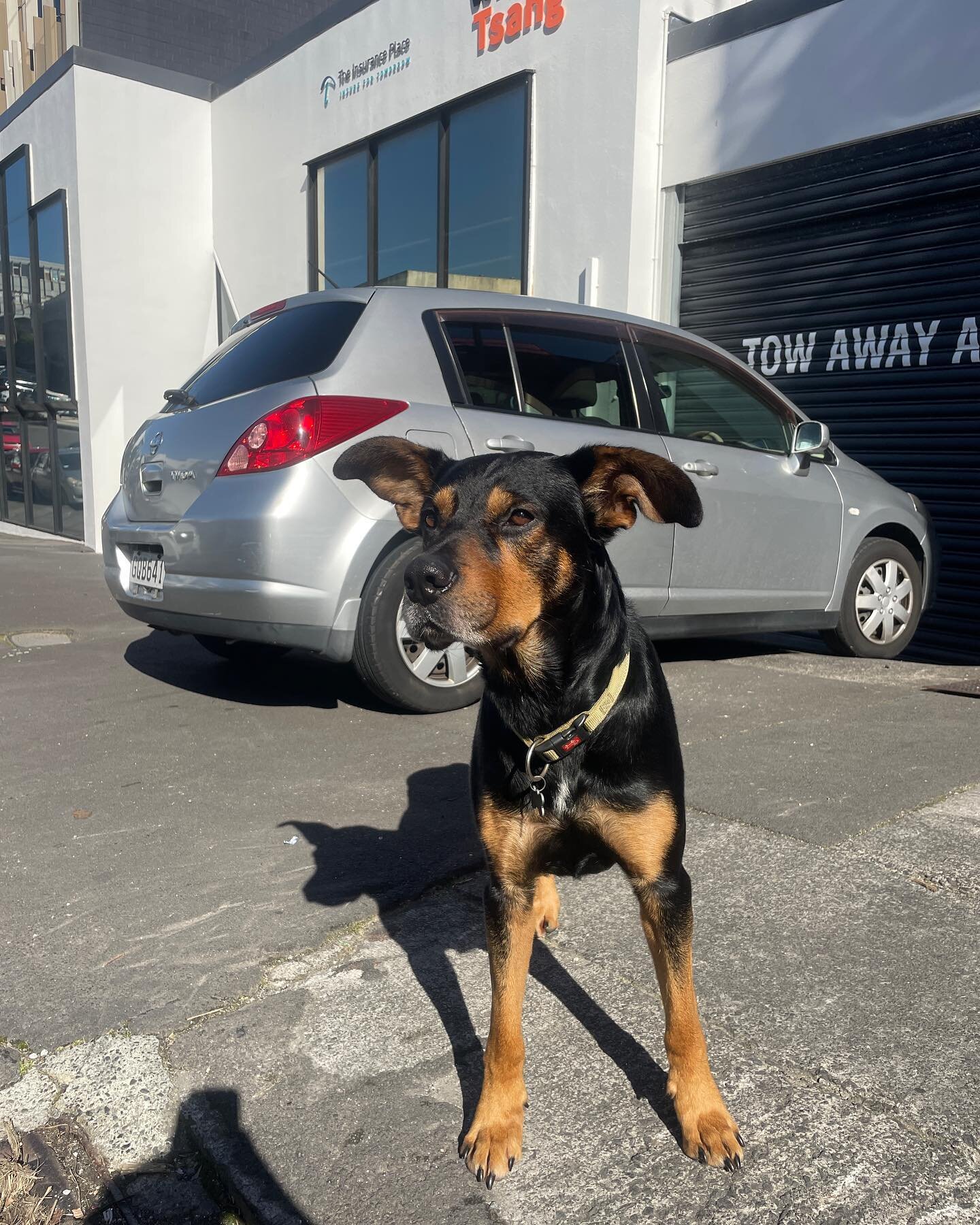 Chase doesn&rsquo;t care about cars just pats #dogsofauckland