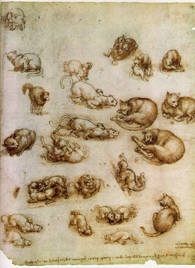 The Animal Drawings of Albrecht Durer and Leonardo da Vinci.jpeg