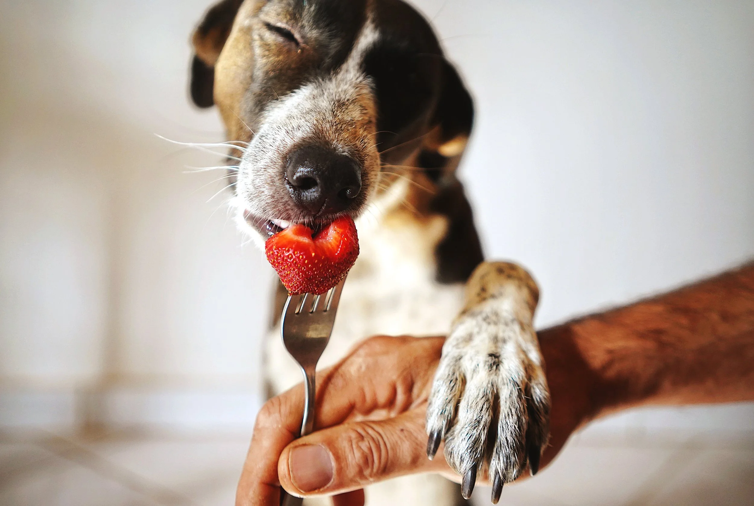 vegan dog