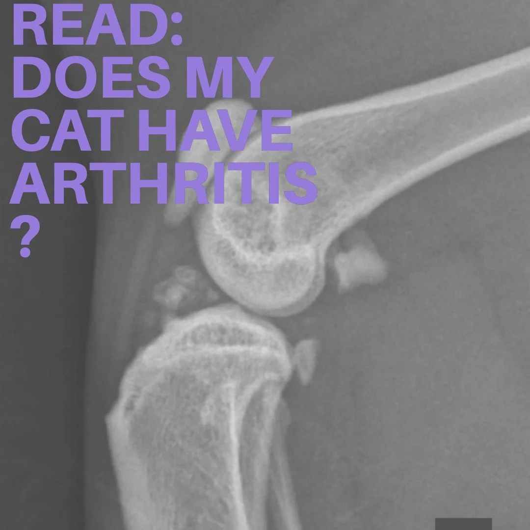 Picture of Does My Cat Have Arthritis? — Vetli