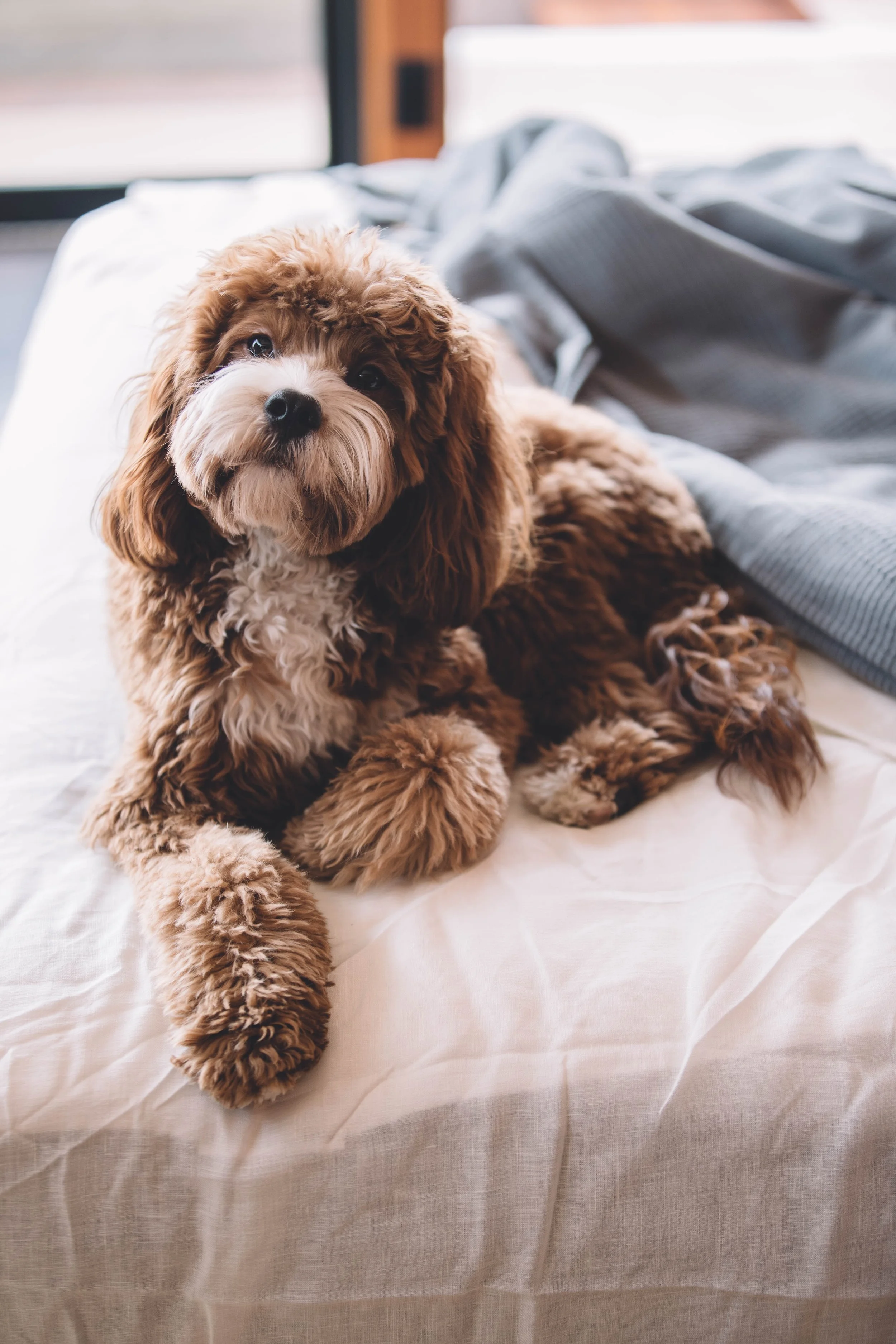 Cavoodle at home