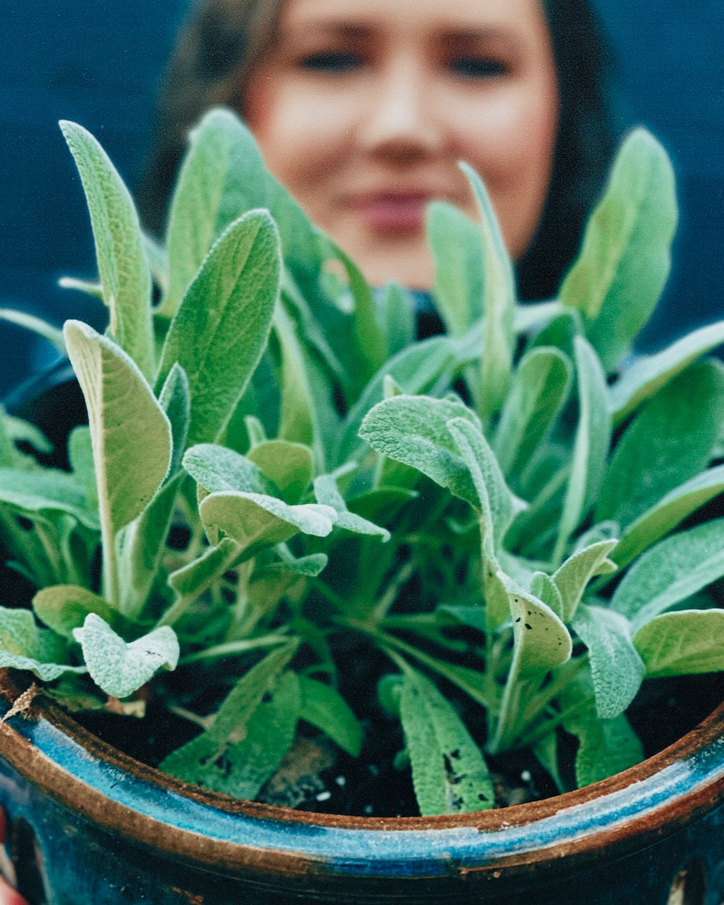My lamb&rsquo;s ear plant makes me happy 🥰 this one just randomly sprung up in the middle of my yard one day, so I dug it up and put it in this pot. It&rsquo;s been thriving ever since! 

#lambsear #plantlover #pottedplants #nashvilletennessee