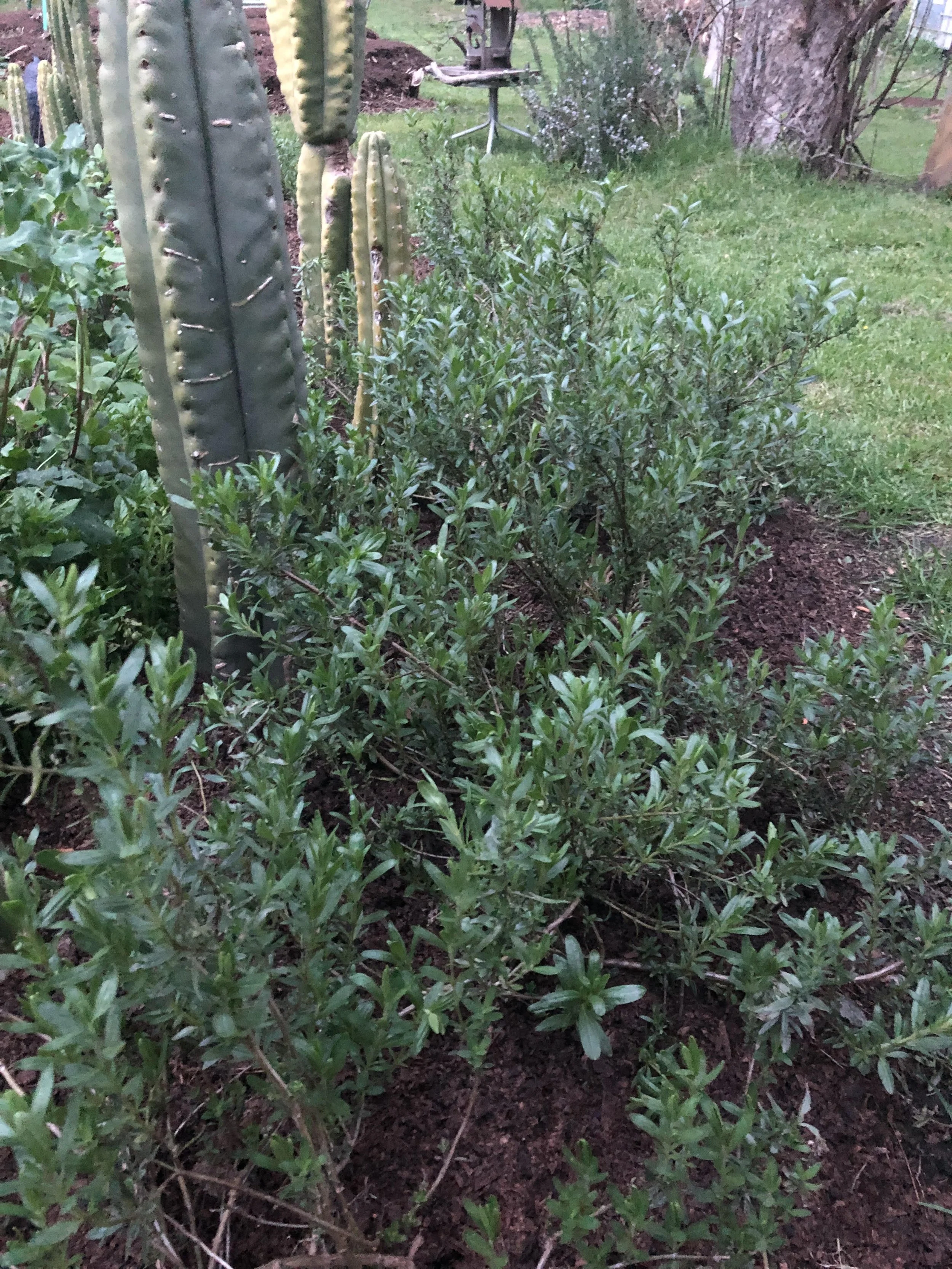 hyssop1.jpg
