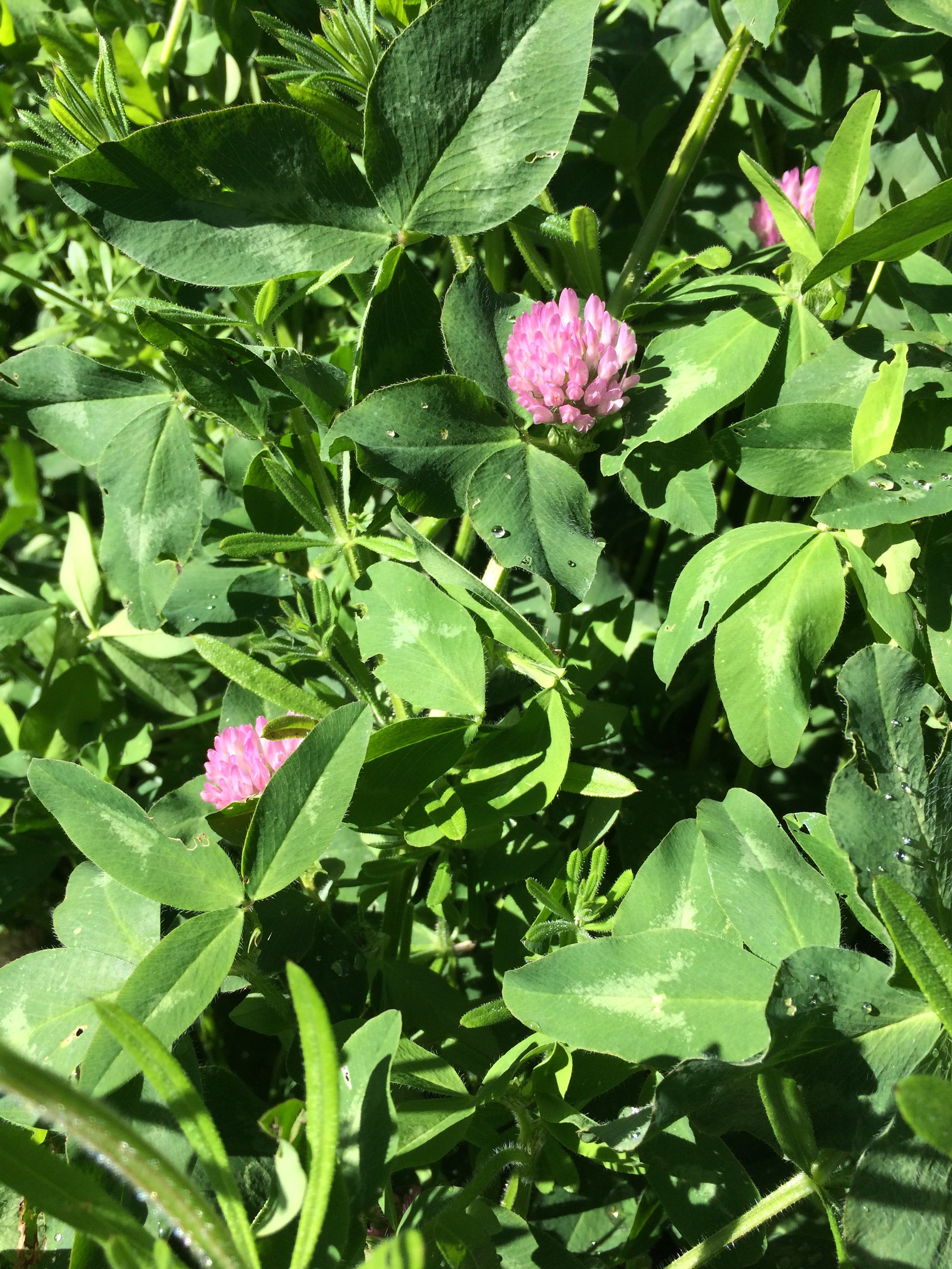 redclover2.JPG