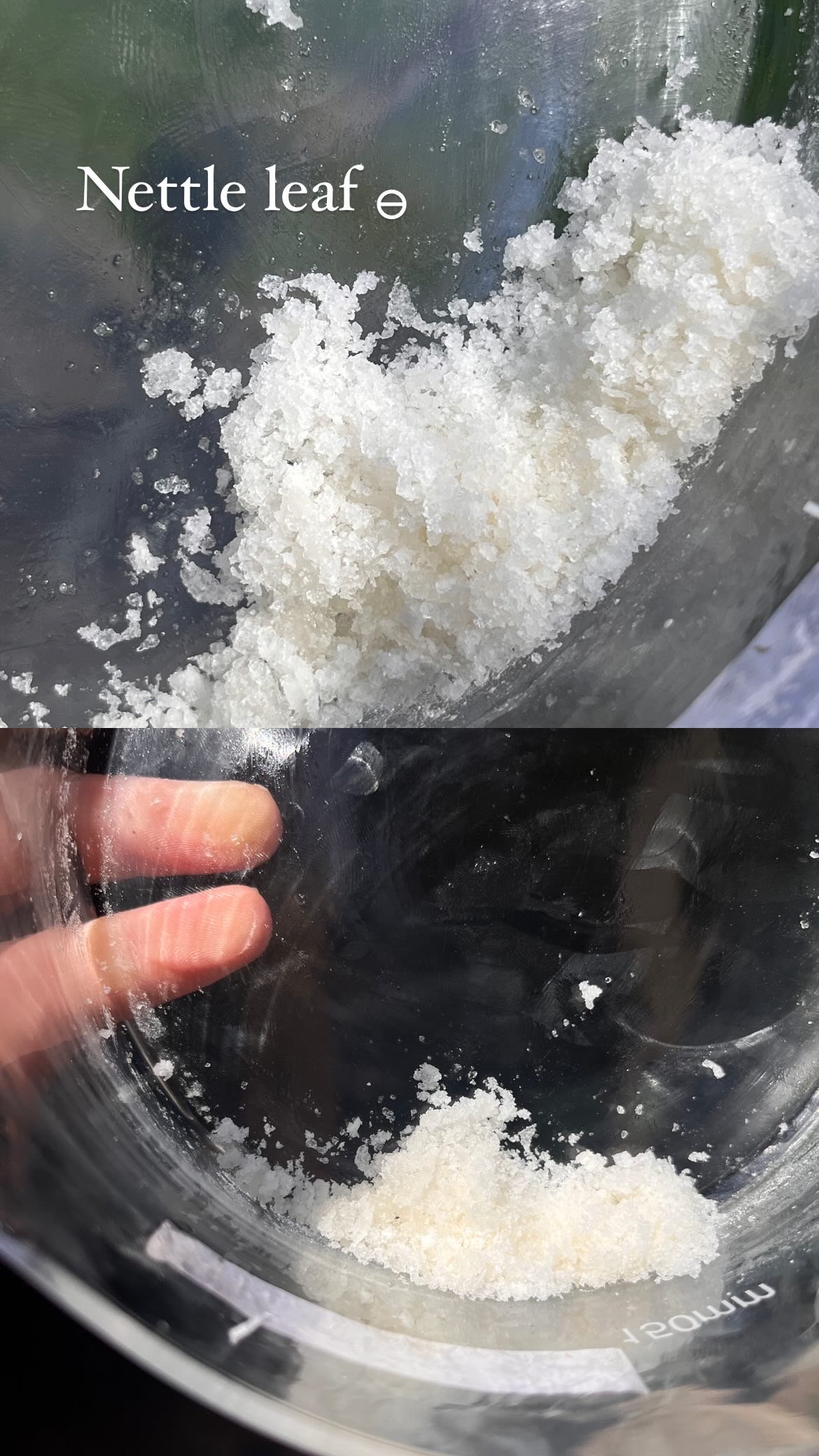 nettleleafsalt.JPEG