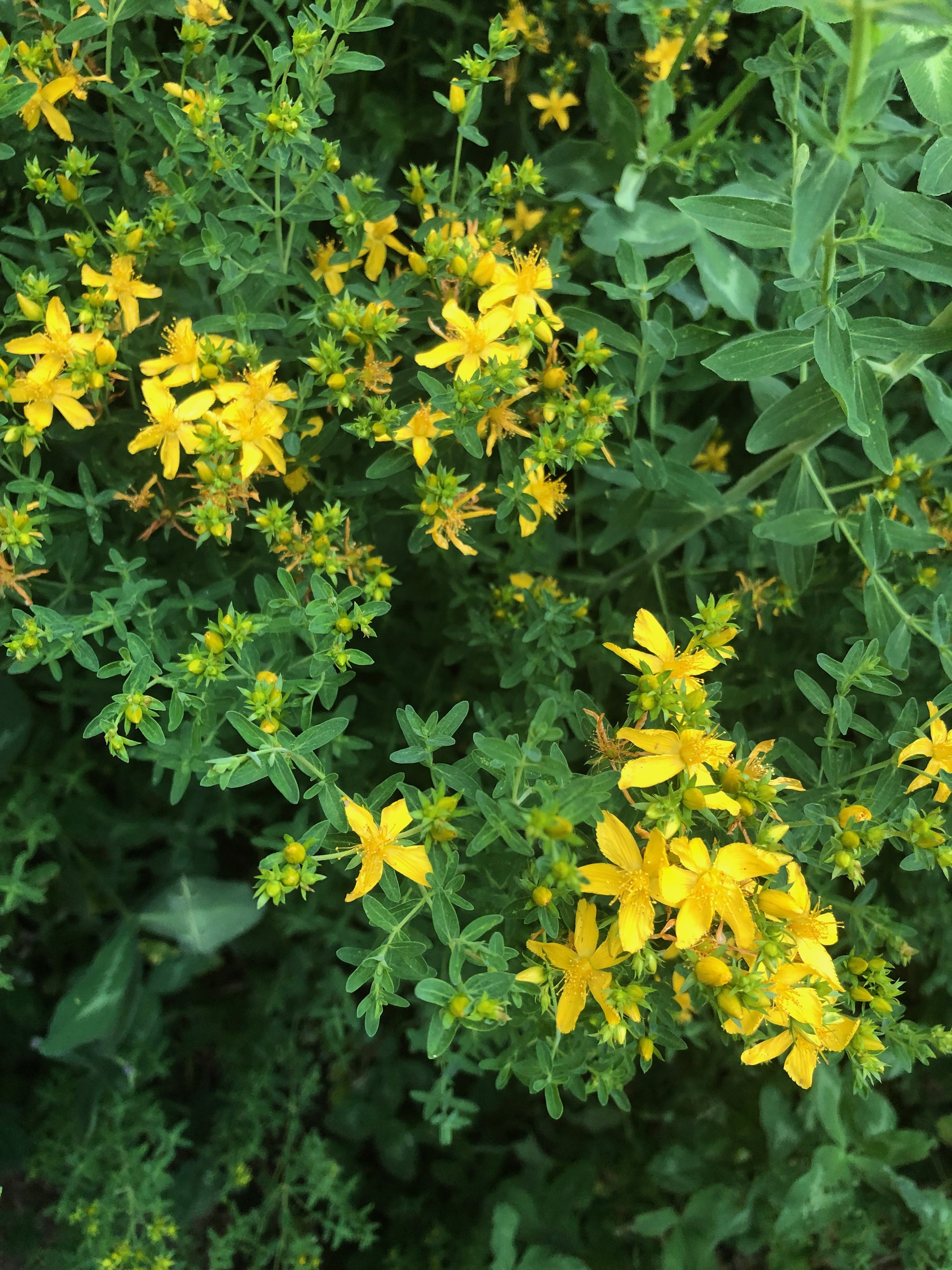 st johns wort_1.jpeg