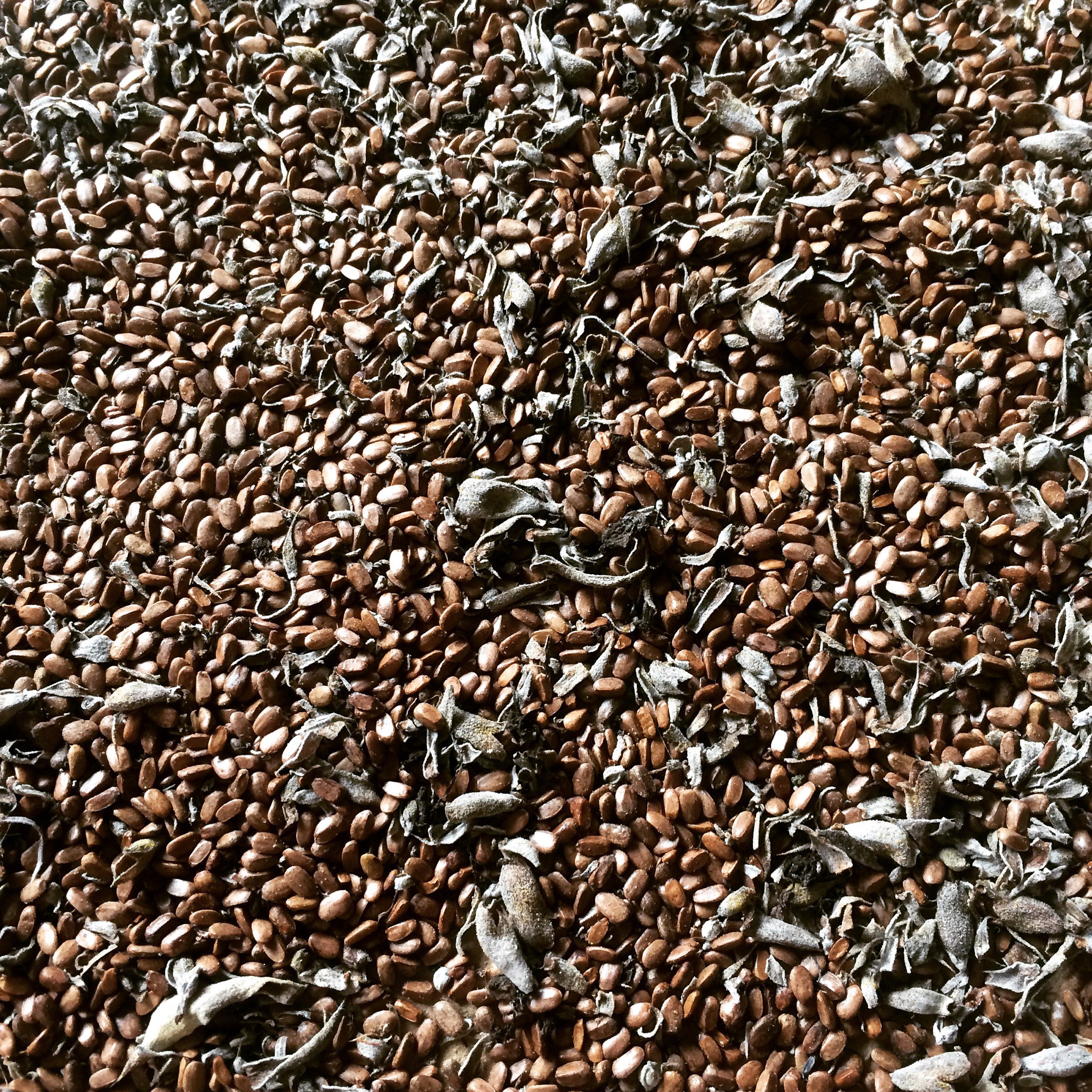 whitesage_seeds.jpeg