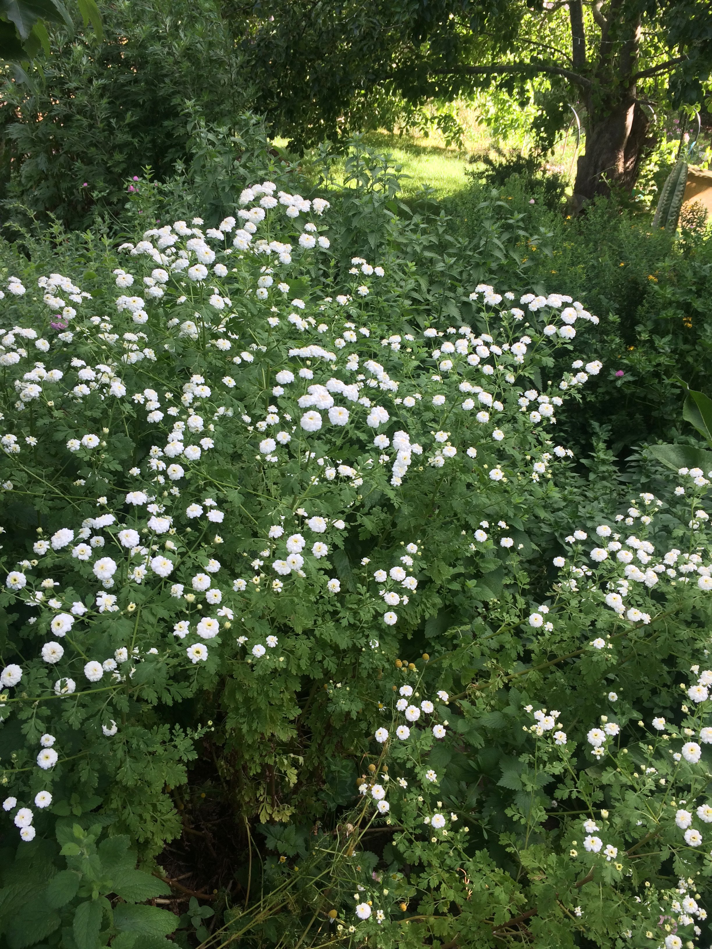IMG_0189.jpeg