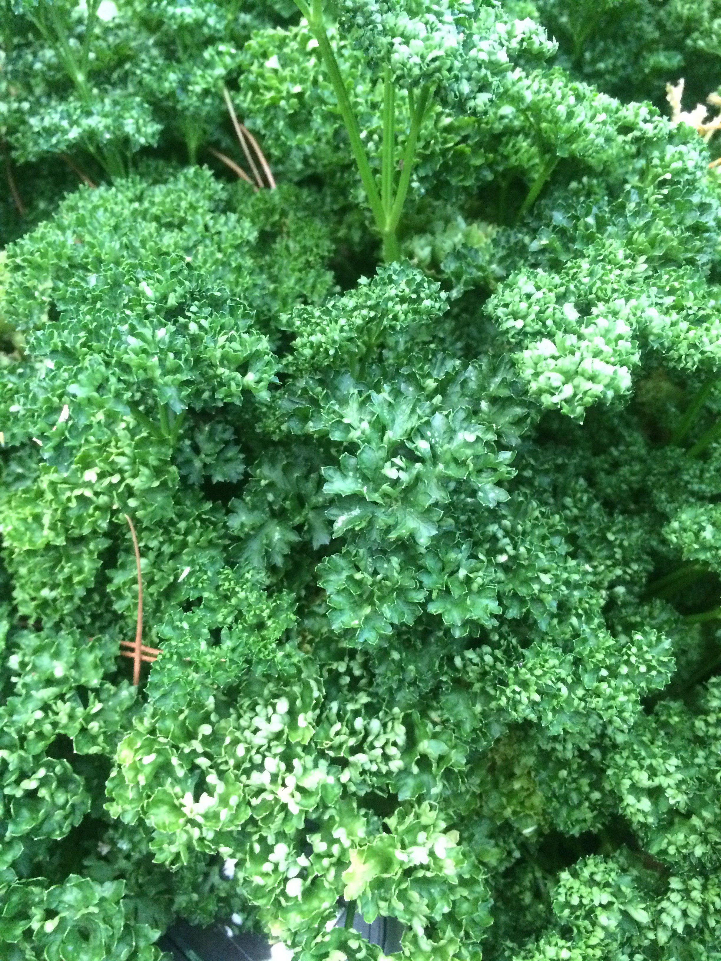 Parsley Seeds (Triple-curled)