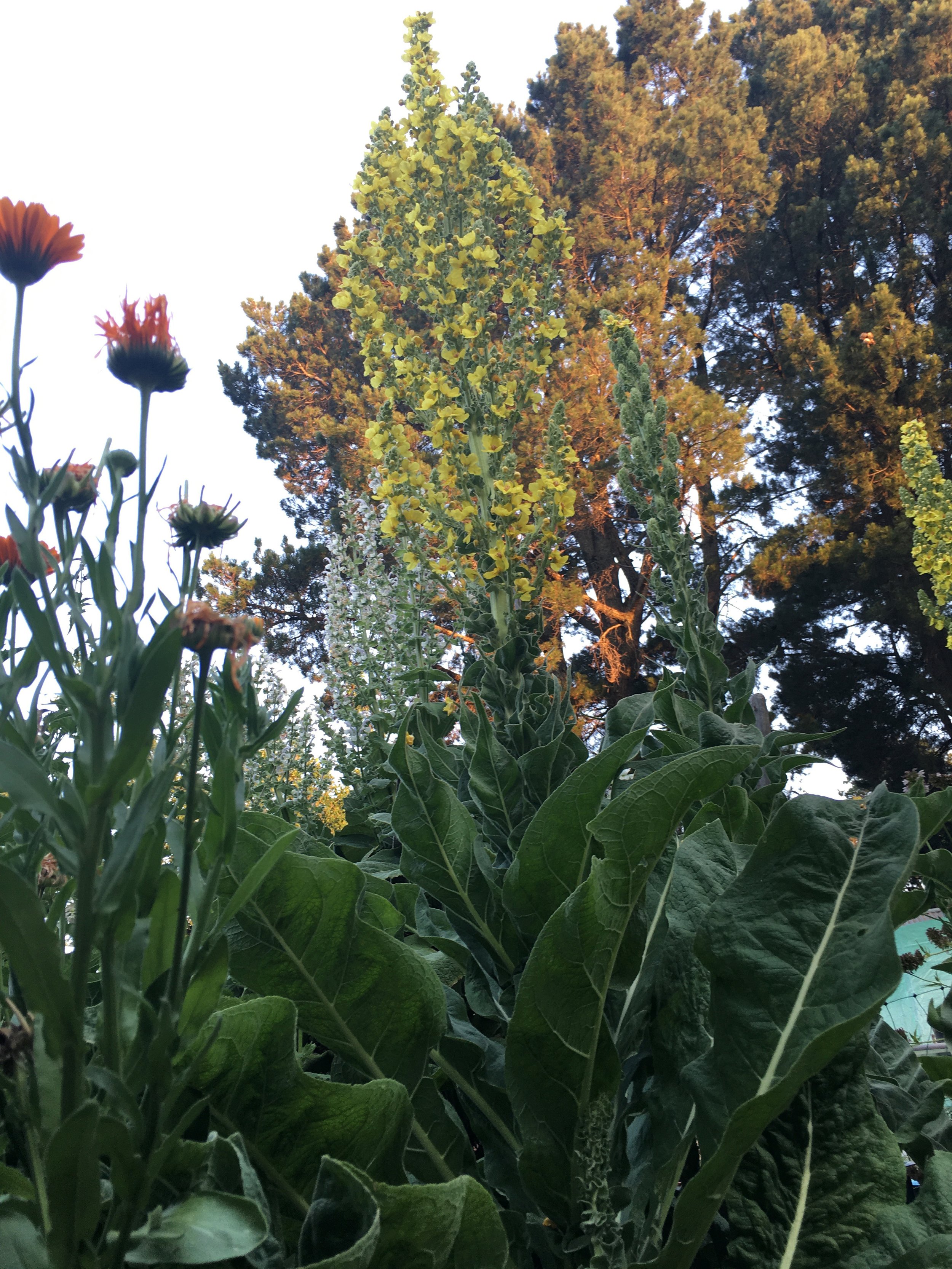 IMG_0504.jpeg