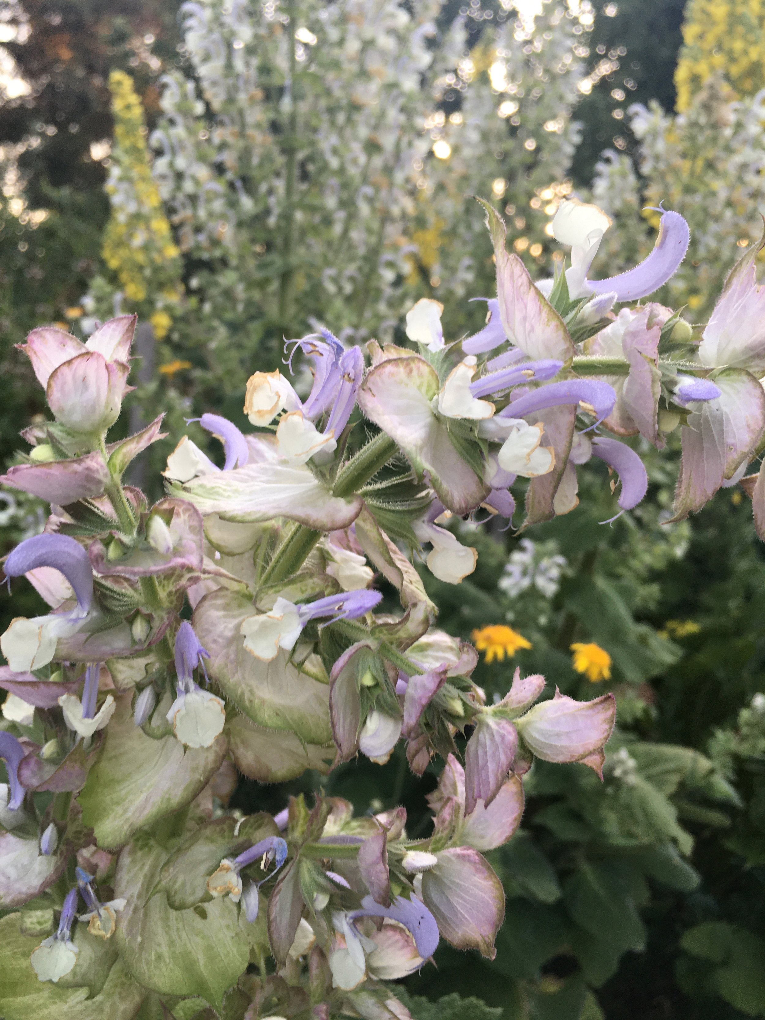 Clary Sage Seeds