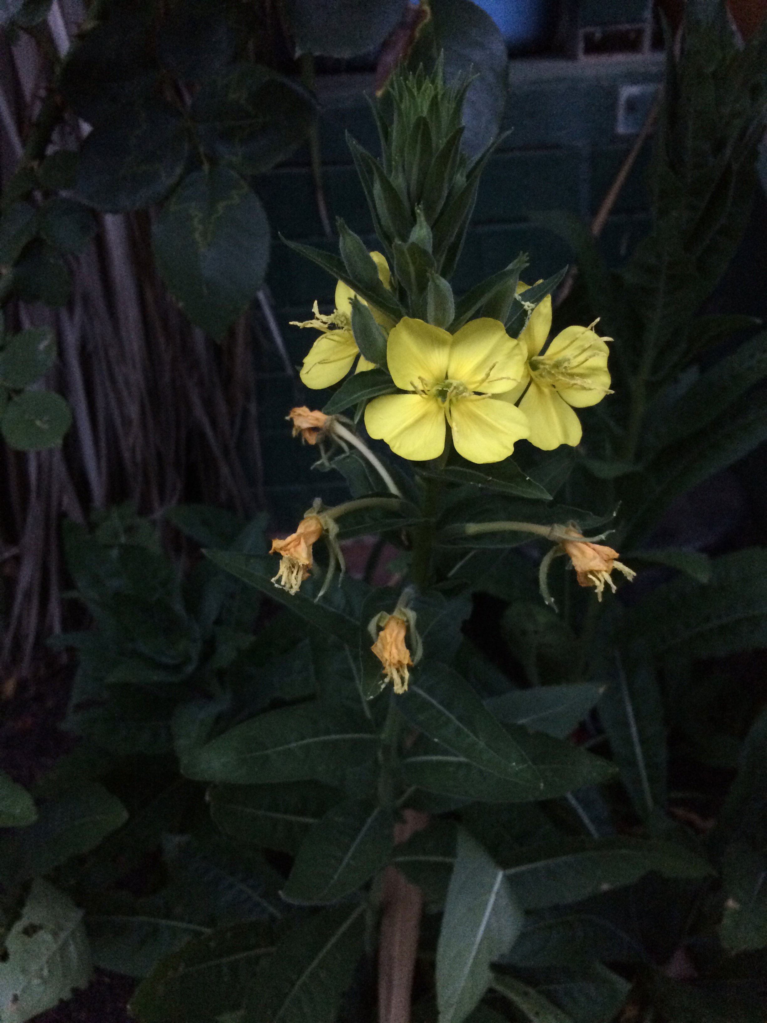 Evening Primrose Seeds