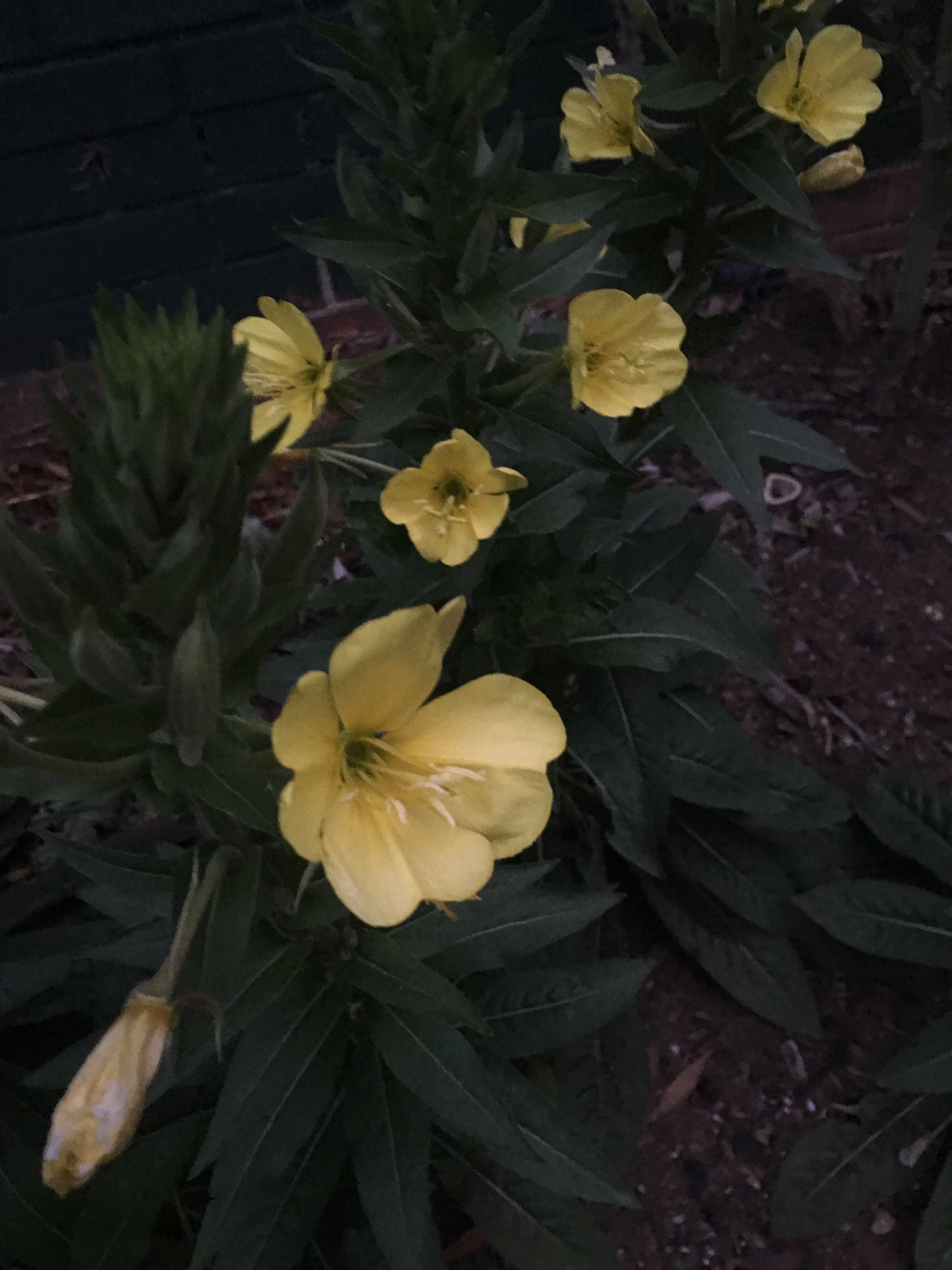 IMG_0705.jpeg